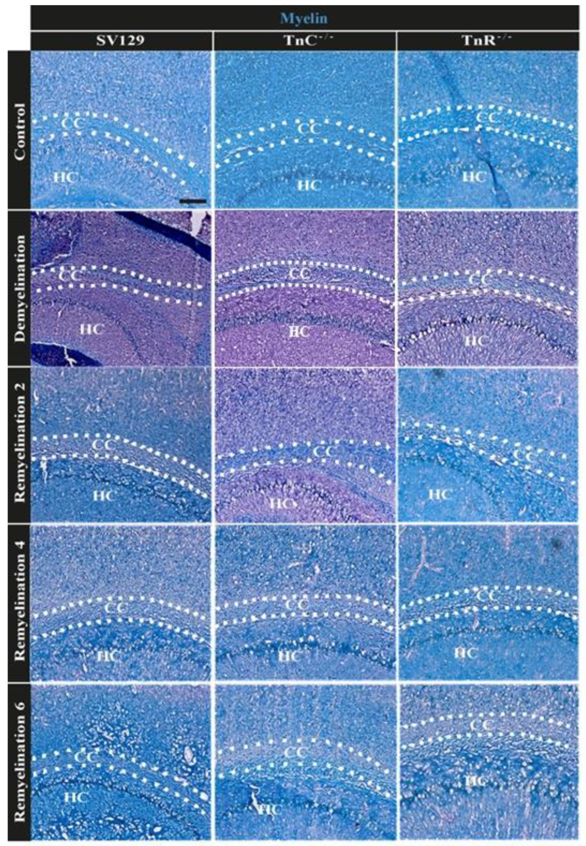Cells 11 01773 g002