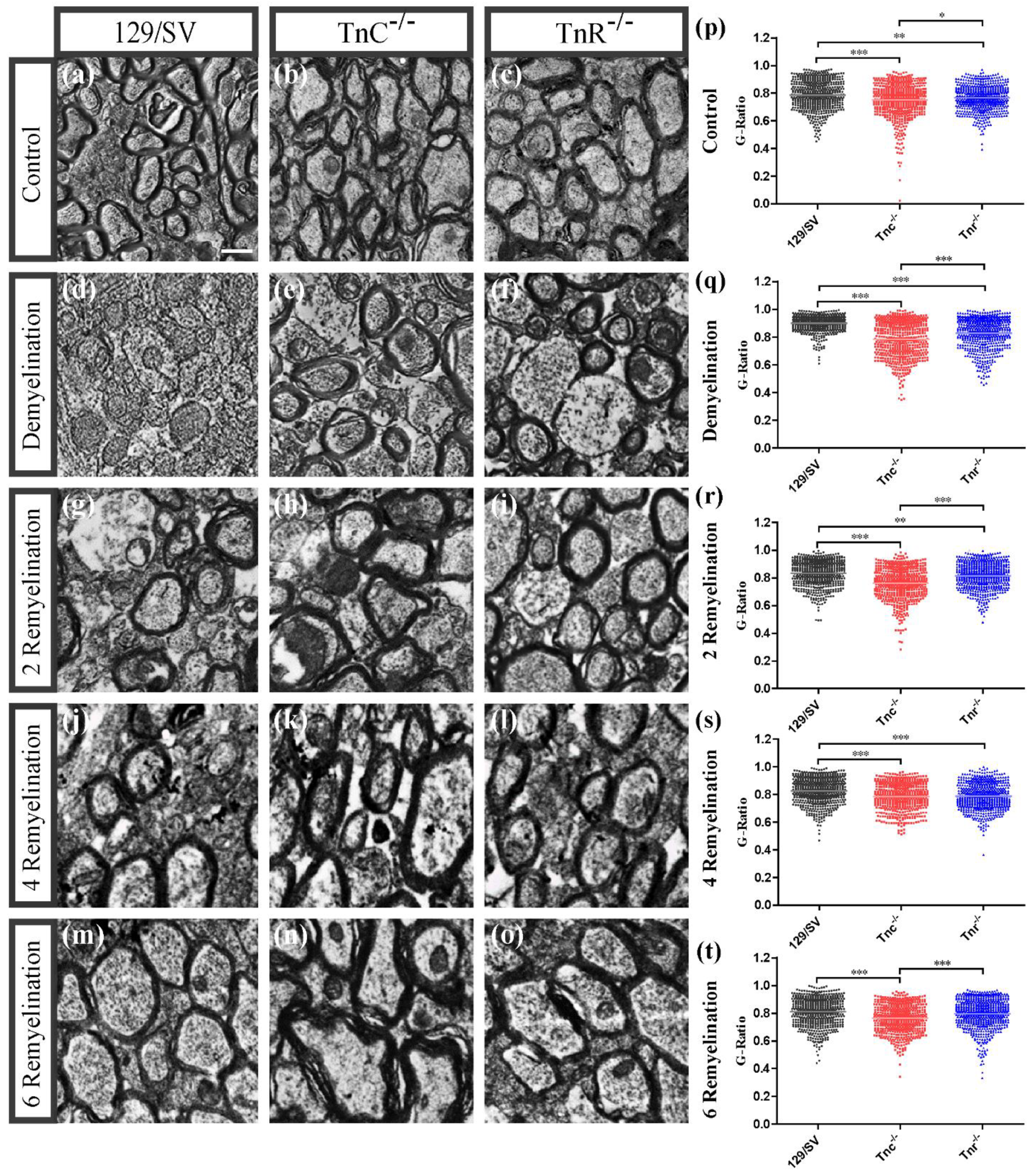 Cells 11 01773 g003