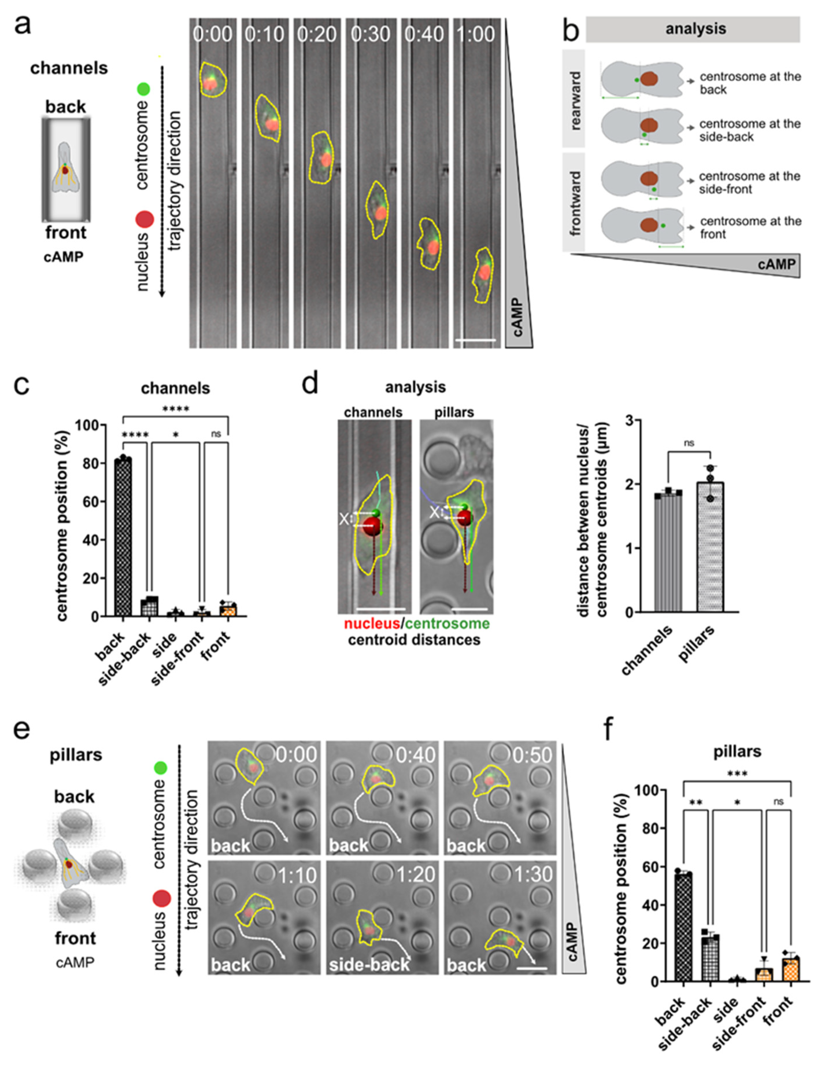 Cells 11 01776 g001 550