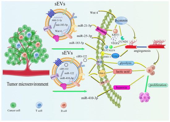 Small Extracellular Vesicles: Key Forces Mediating the Development