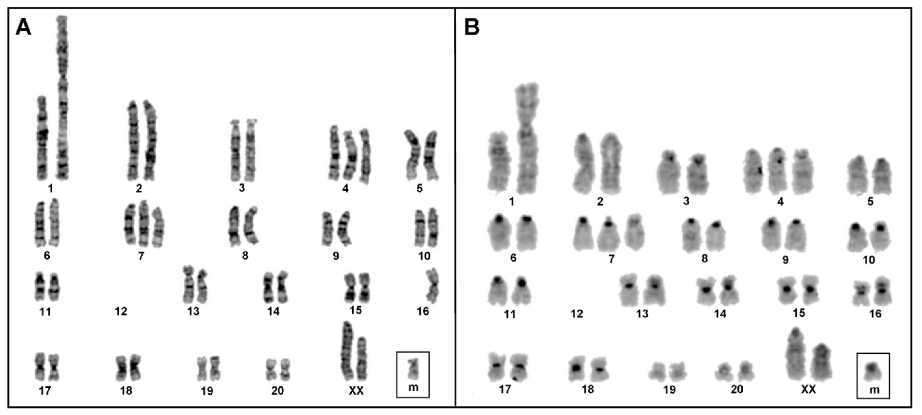 Genetic Characterization of Rat Hepatic Stellate Cell Line HSC-T6 for ...
