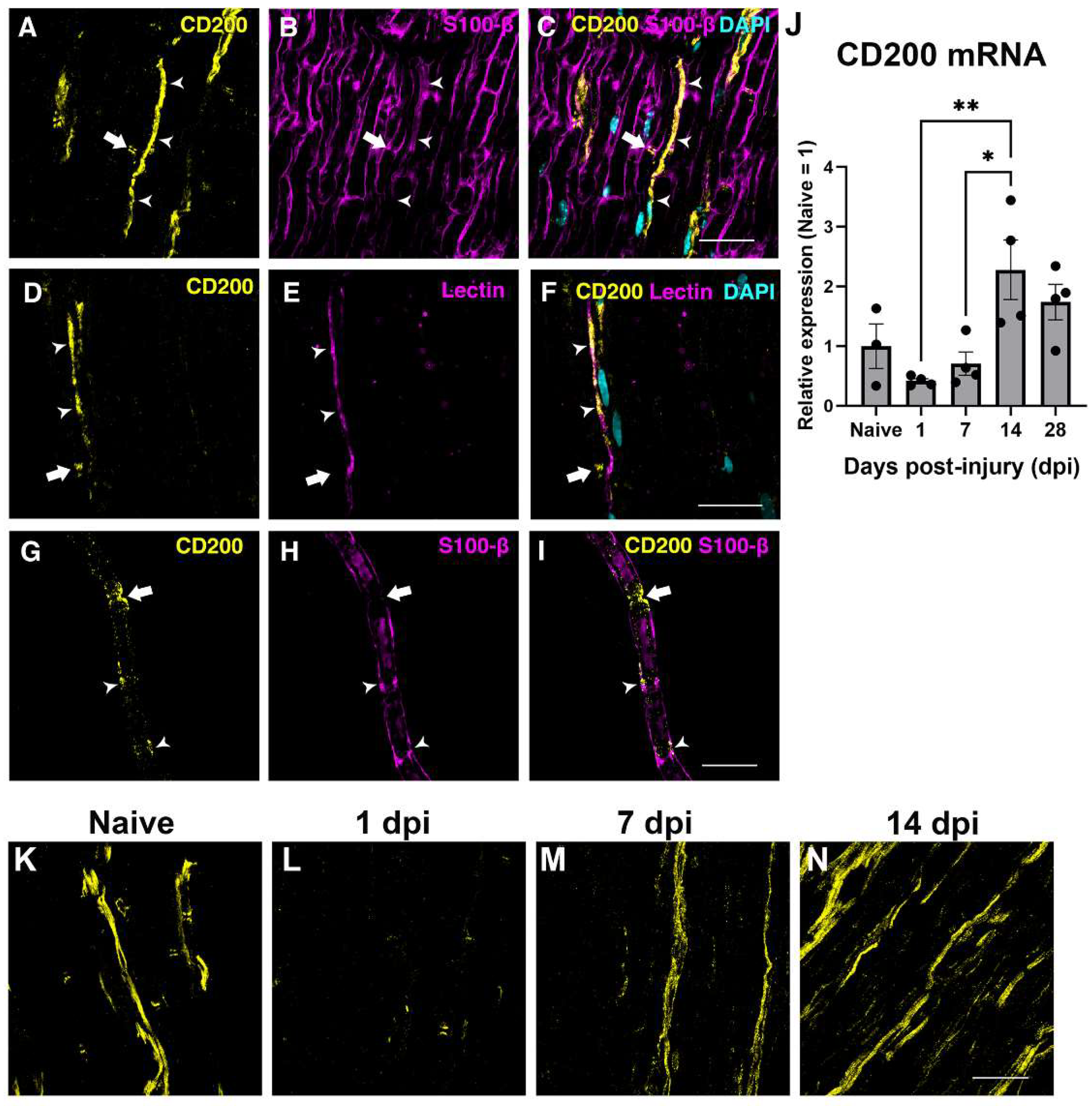 Cells 11 01786 g002 550