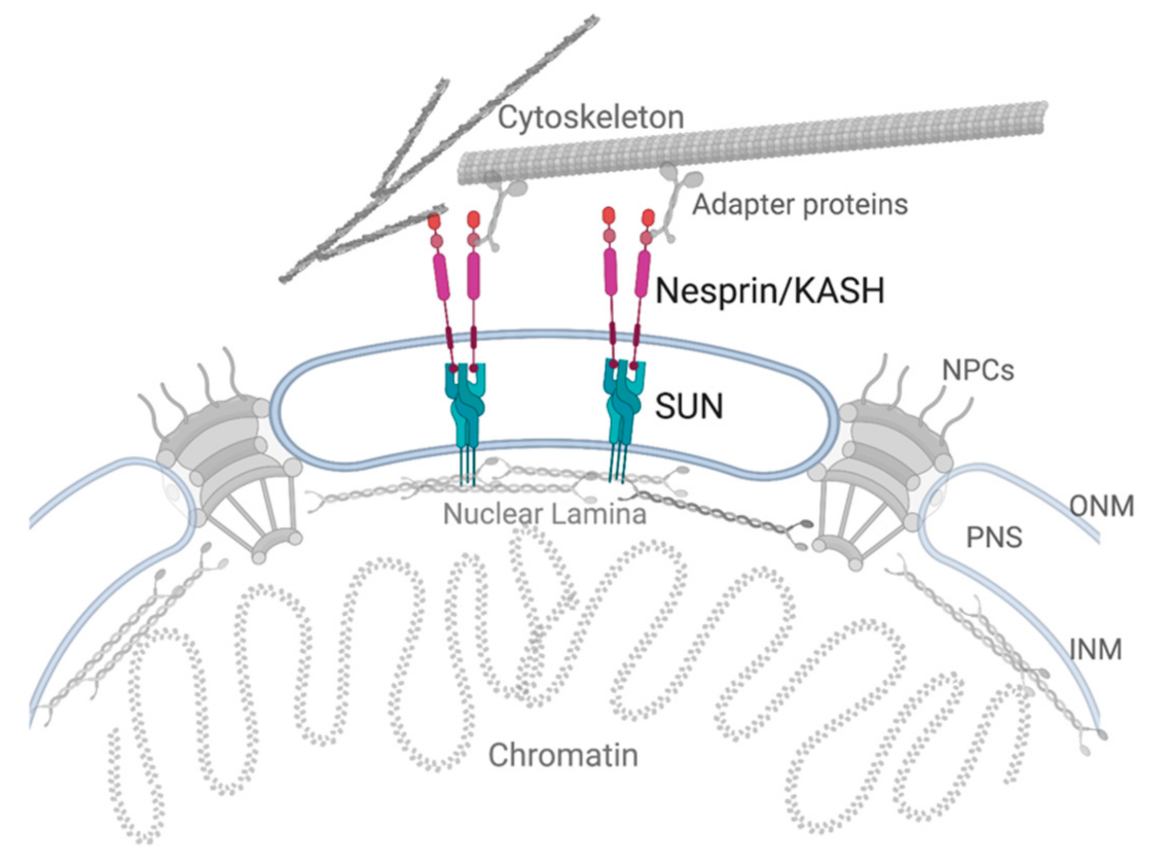 Cells | Free Full-Text | LINCing Senescence and Nuclear Envelope Changes Cells | Free Full-Text | LINCing Senescence and Nuclear Envelope Changes