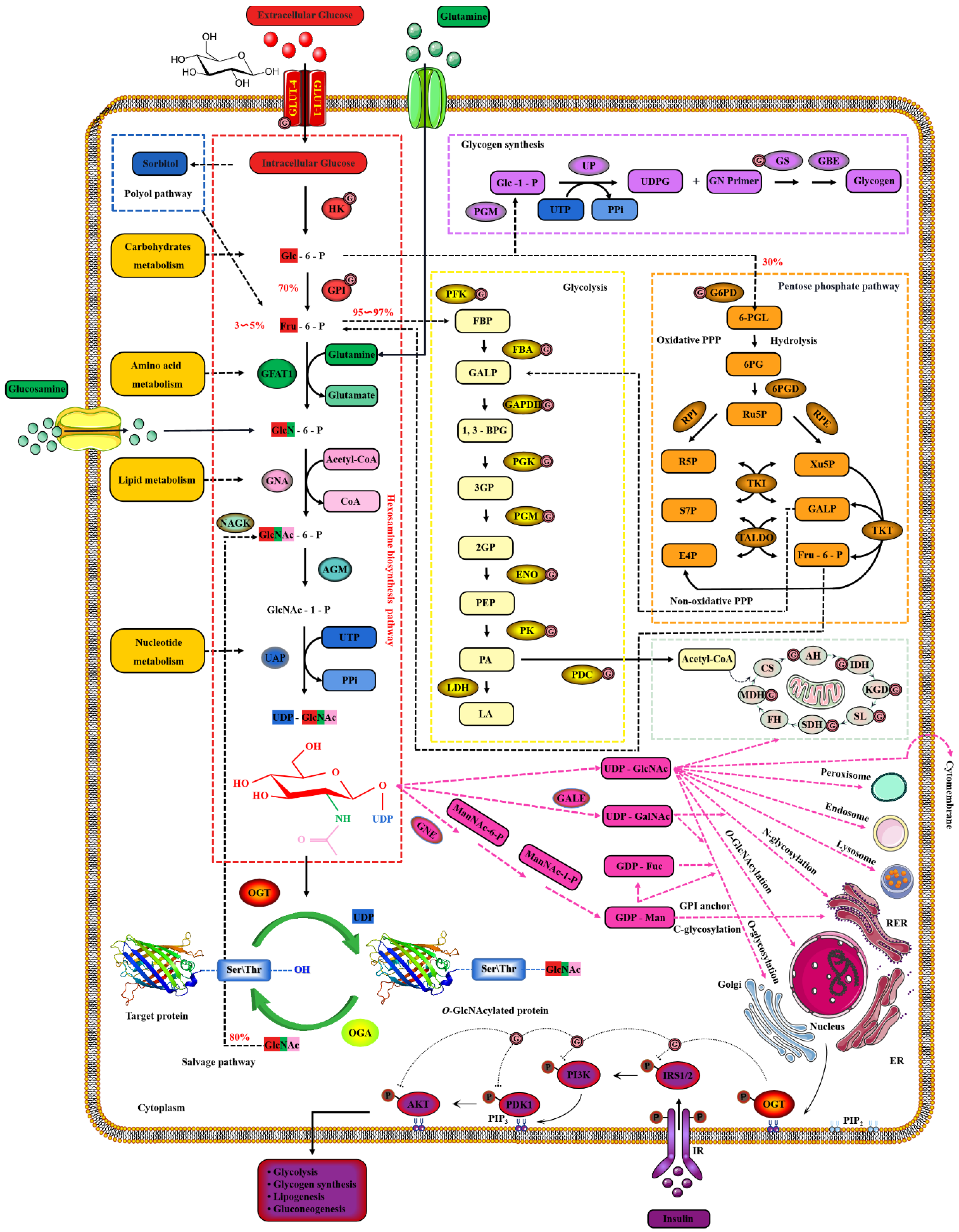 Cells 11 01789 g004 Cells 11 01789 g004