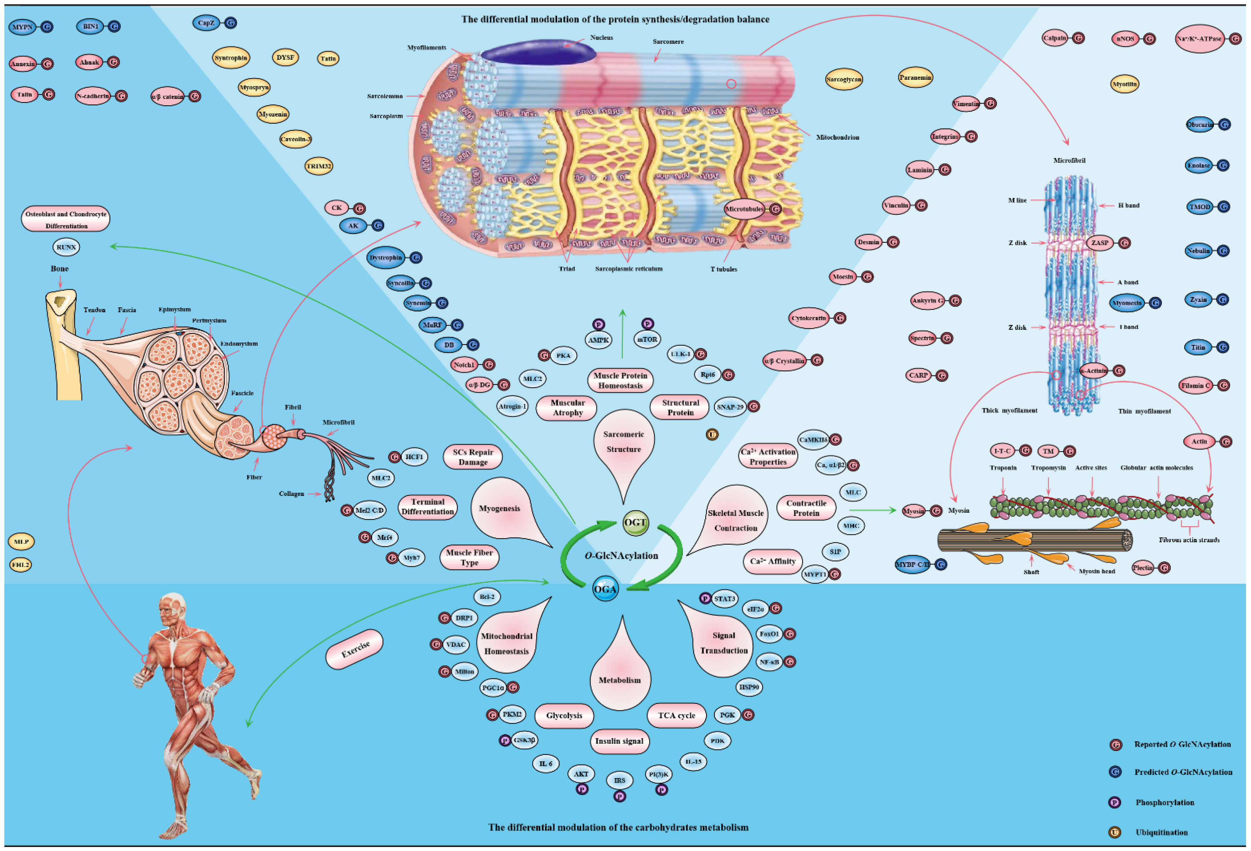 Cells 11 01789 g005 Cells 11 01789 g005