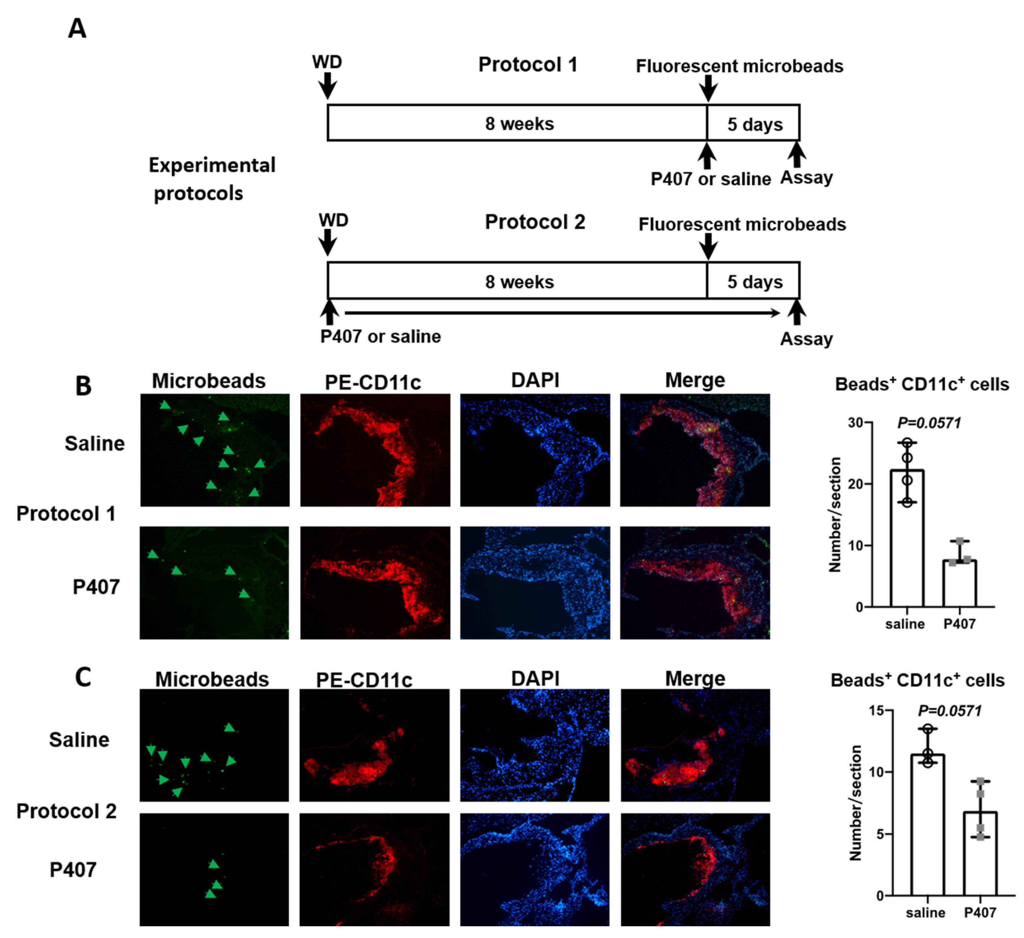 Cells 11 01795 g006 550