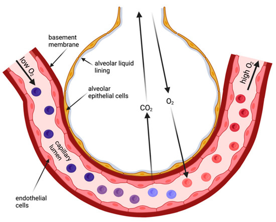 COVID-19 and Liquid Homeostasis in the Lung—A Perspective