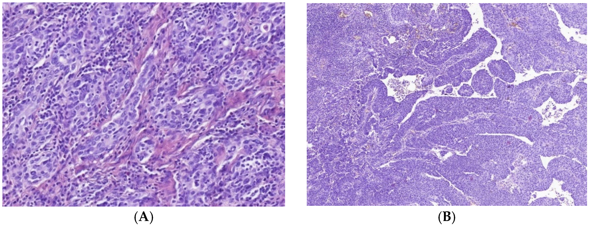 Cells 11 01802 g001a