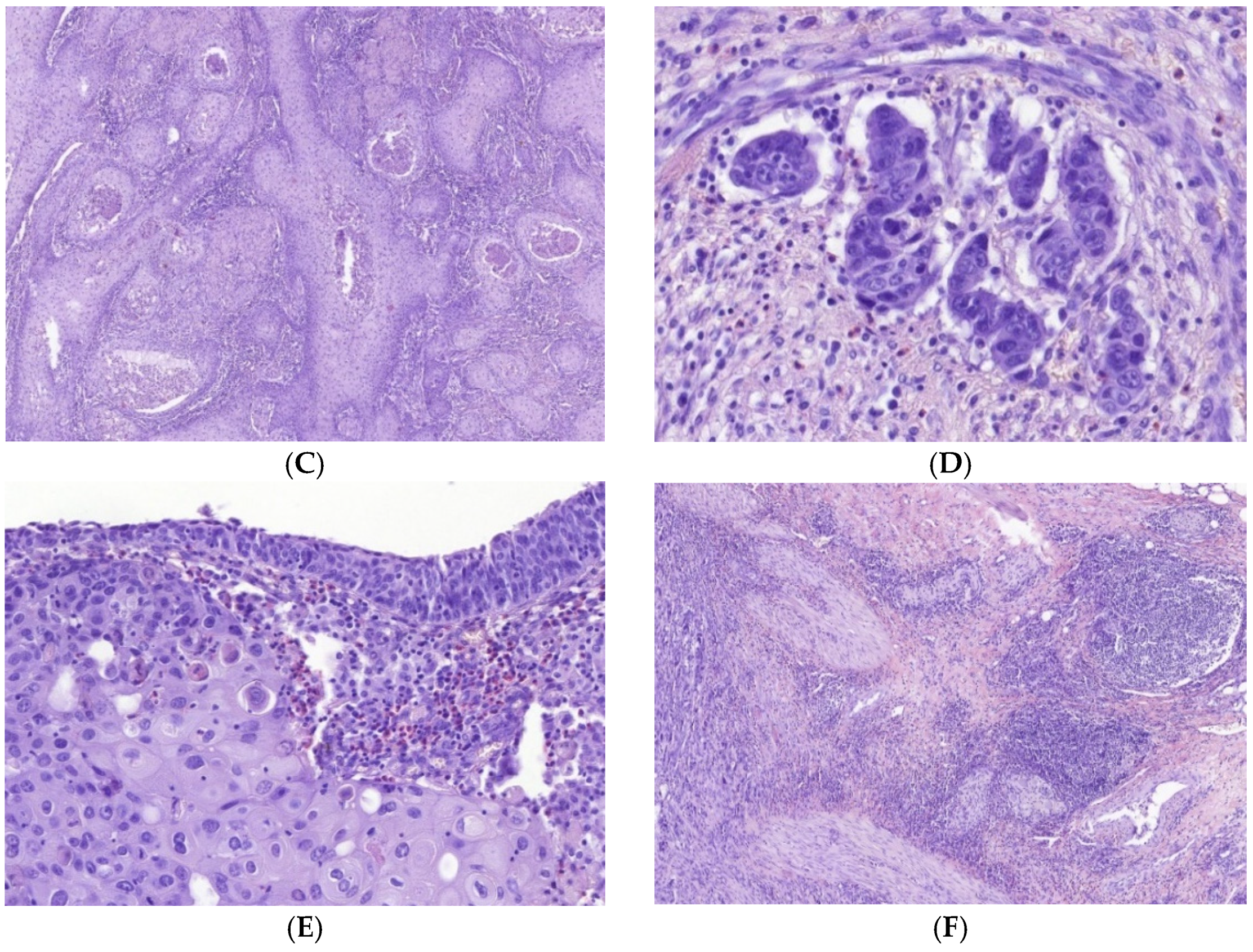 Cells 11 01802 g001b
