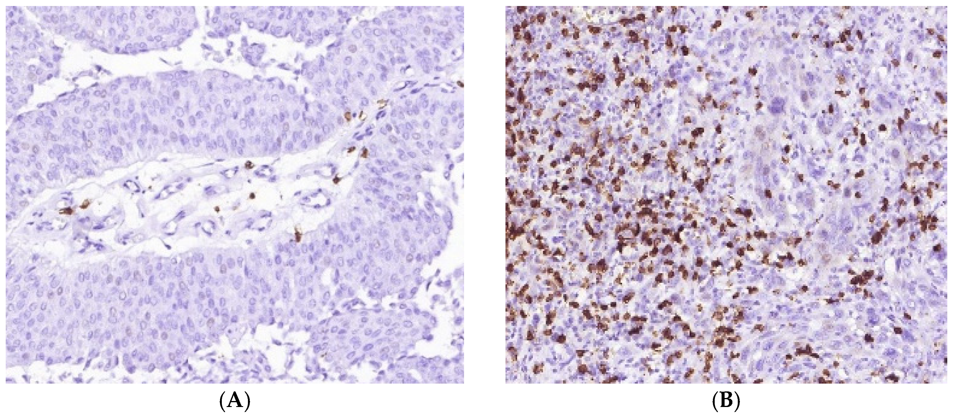 Cells 11 01802 g004a