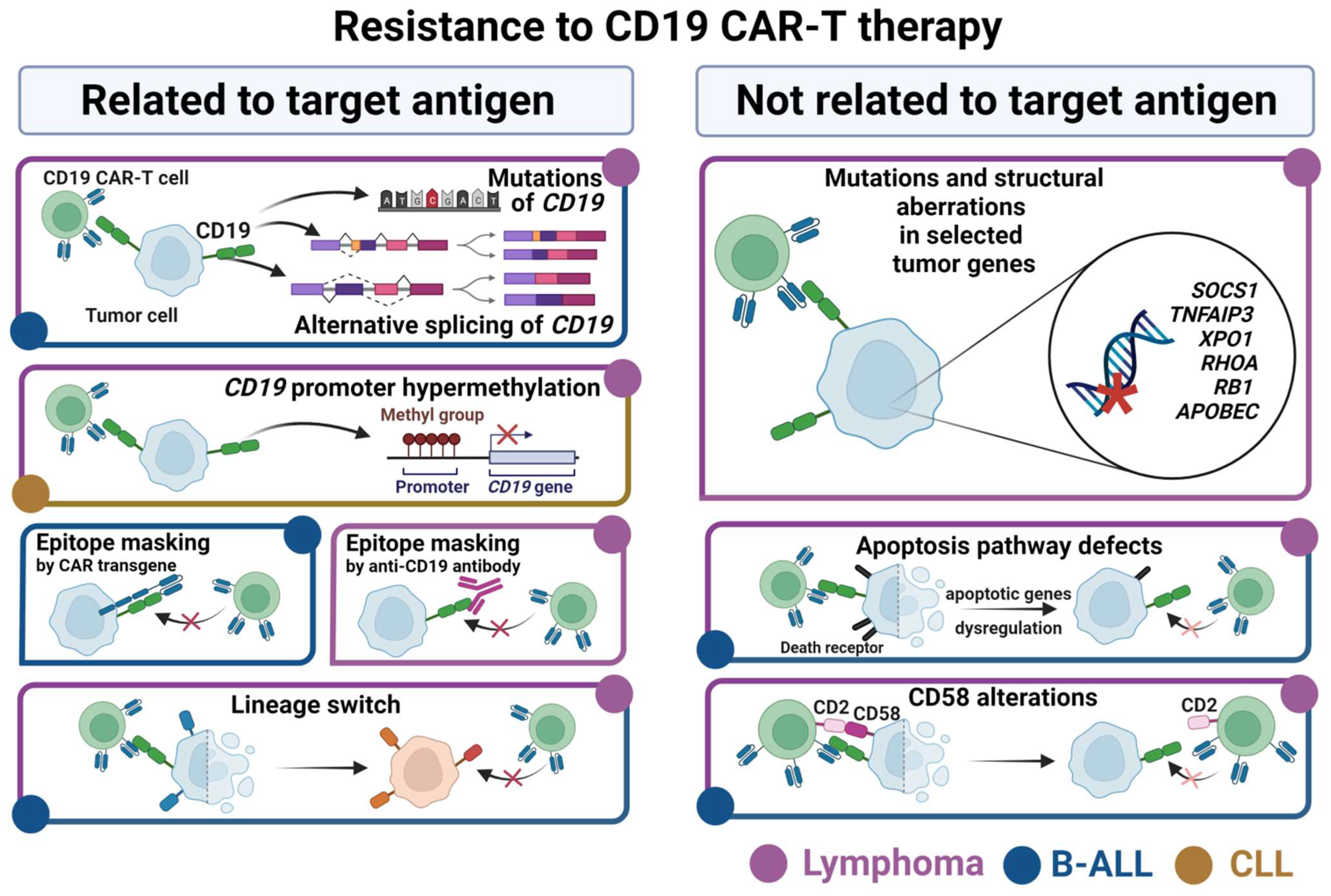 Transient rest restores functionality in exhausted CAR-T cells through  epigenetic remodeling