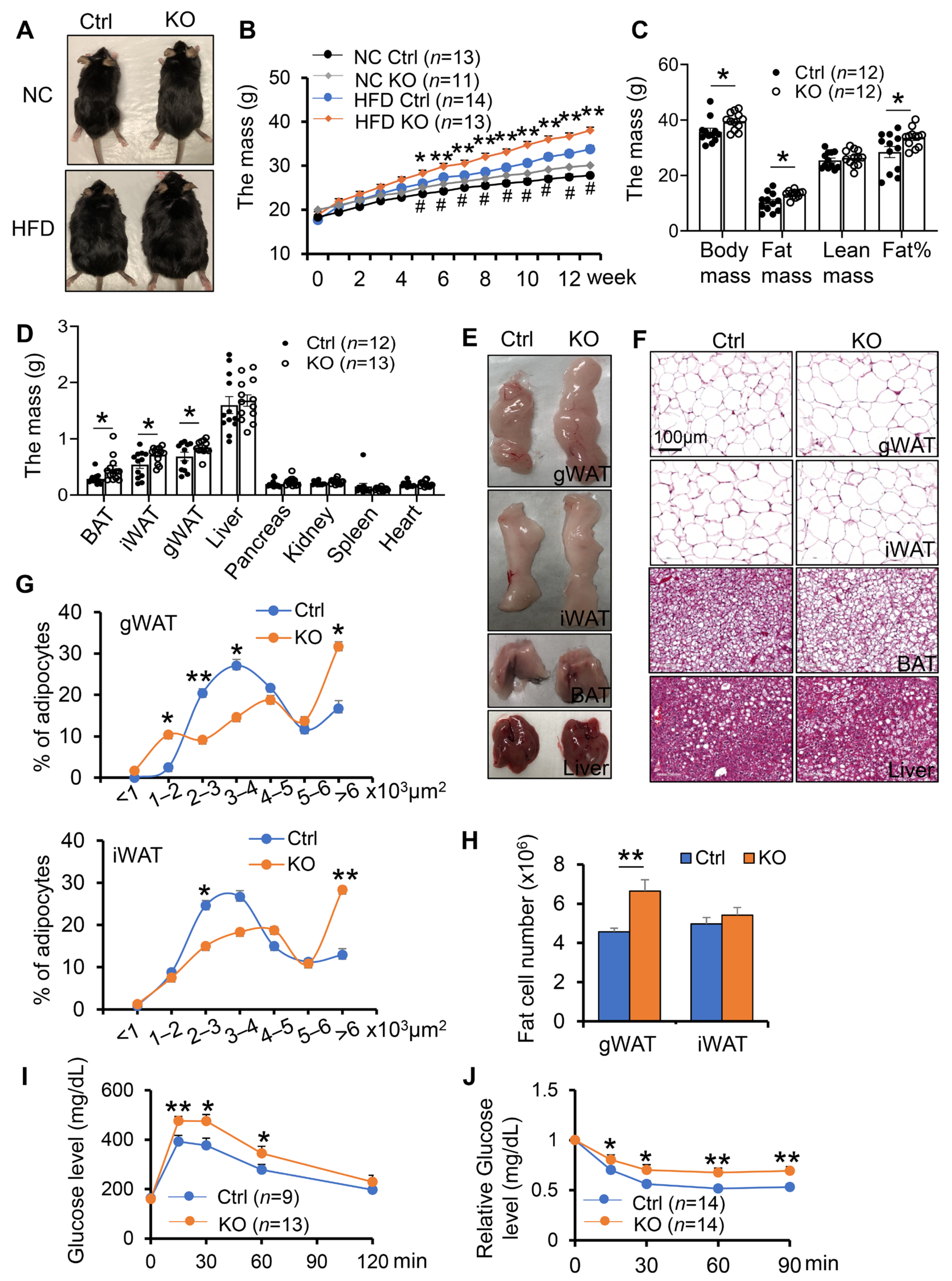 Cells 11 01819 g001 Cells 11 01819 g001