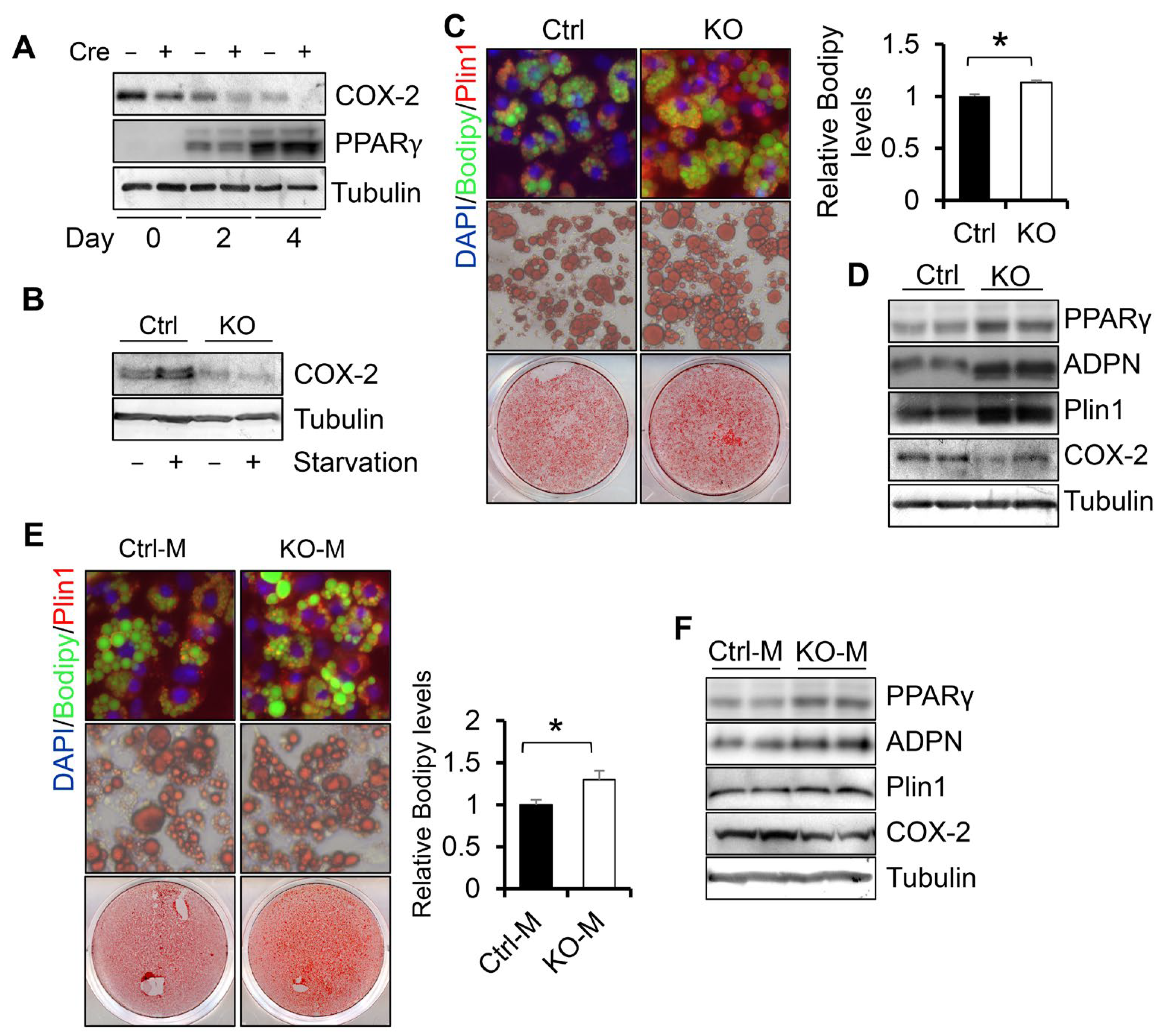 Cells 11 01819 g002 Cells 11 01819 g002