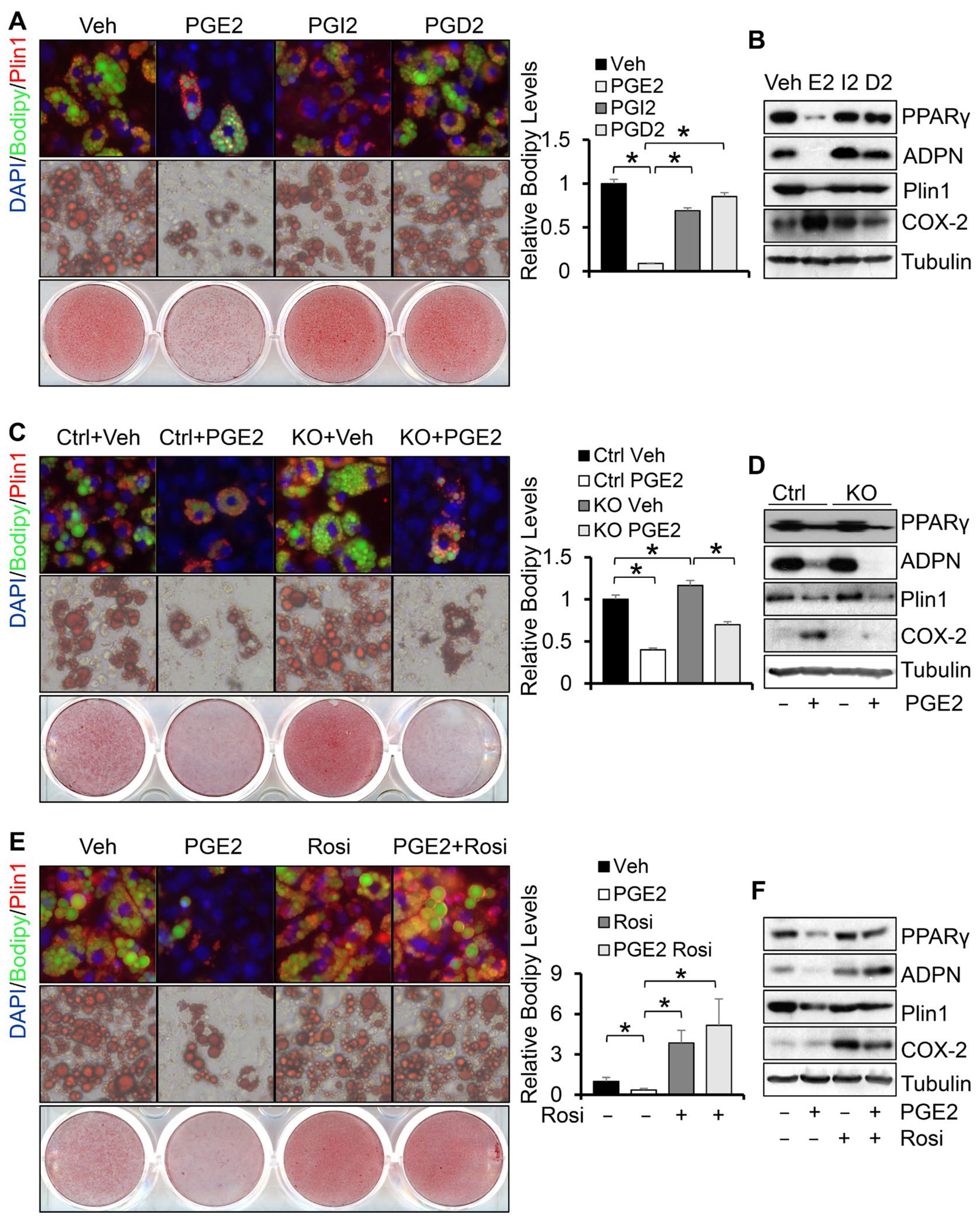 Cells 11 01819 g003 Cells 11 01819 g003