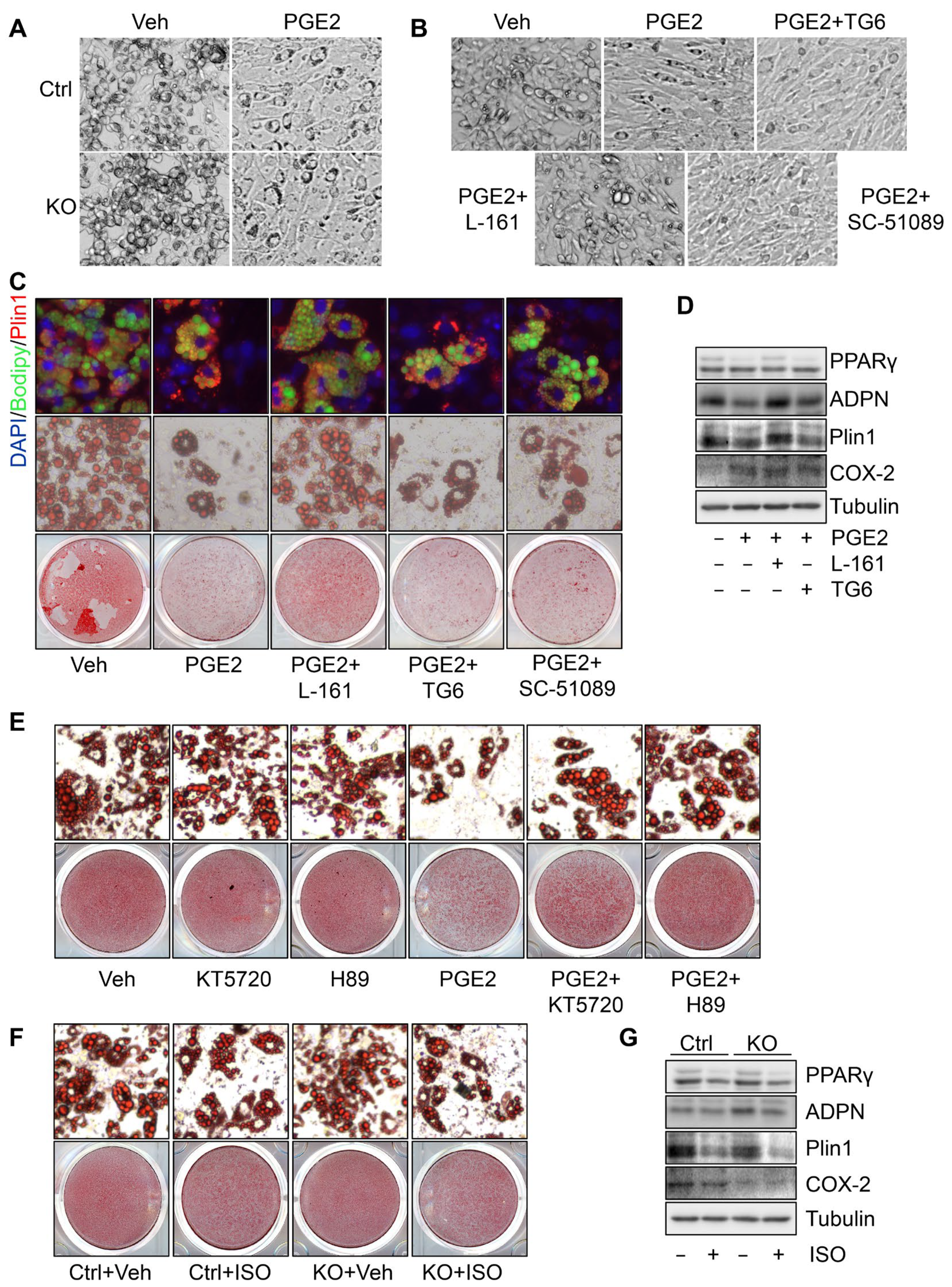 Cells 11 01819 g004 Cells 11 01819 g004