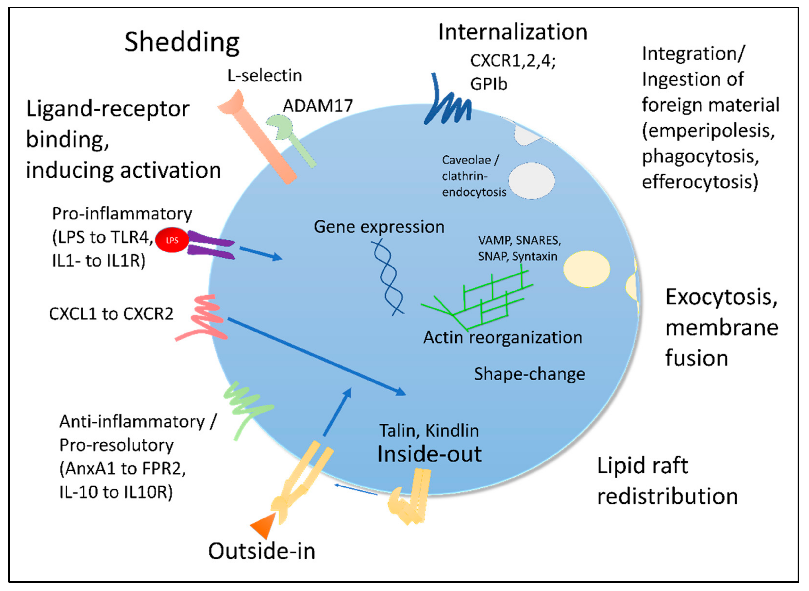 Cells | Free Full-Text | Immune Cell Plasticity in Inflammation