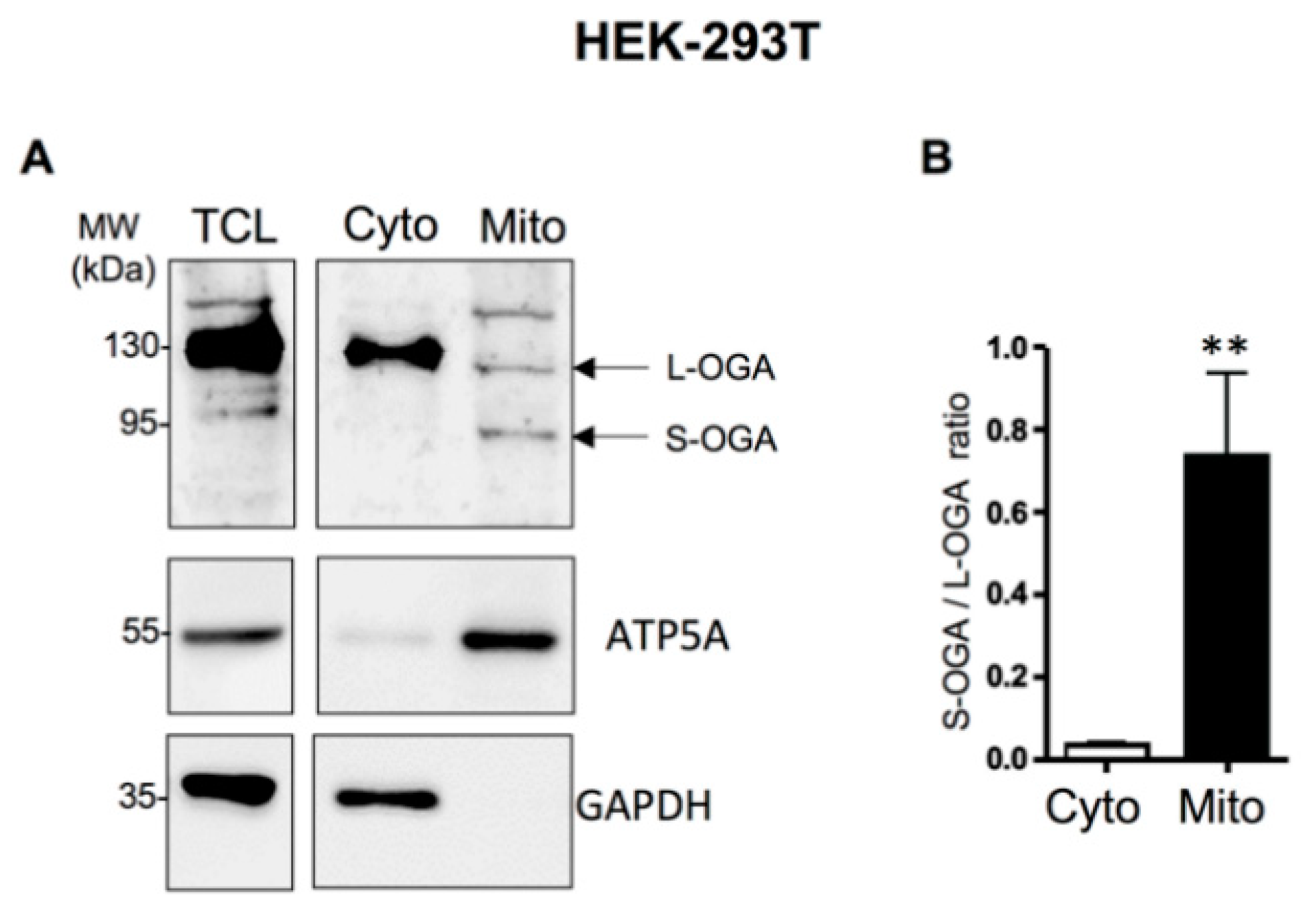 Cells 11 01827 g001a