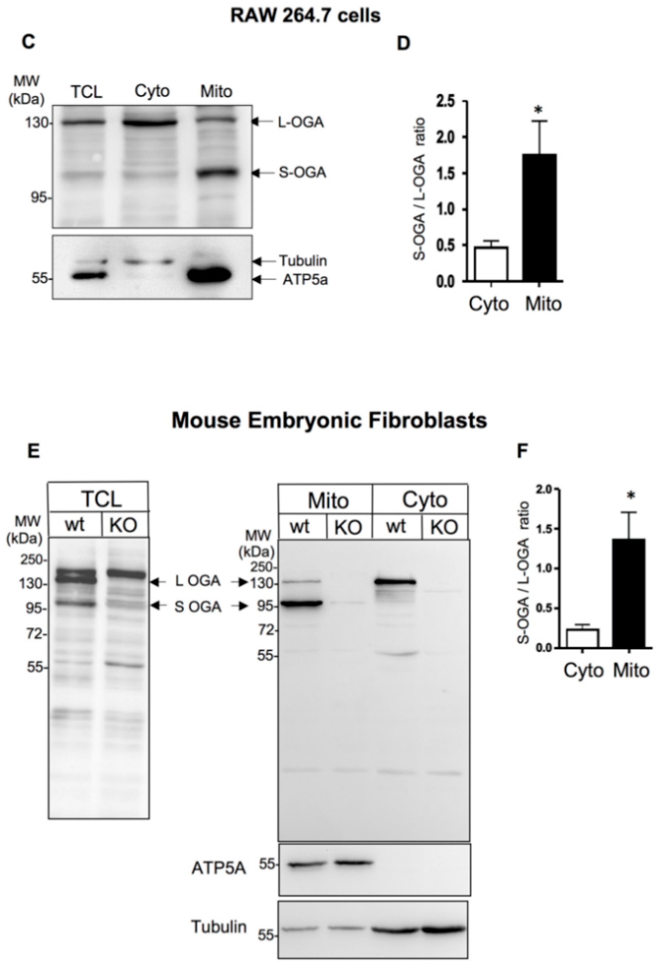 Cells 11 01827 g001b