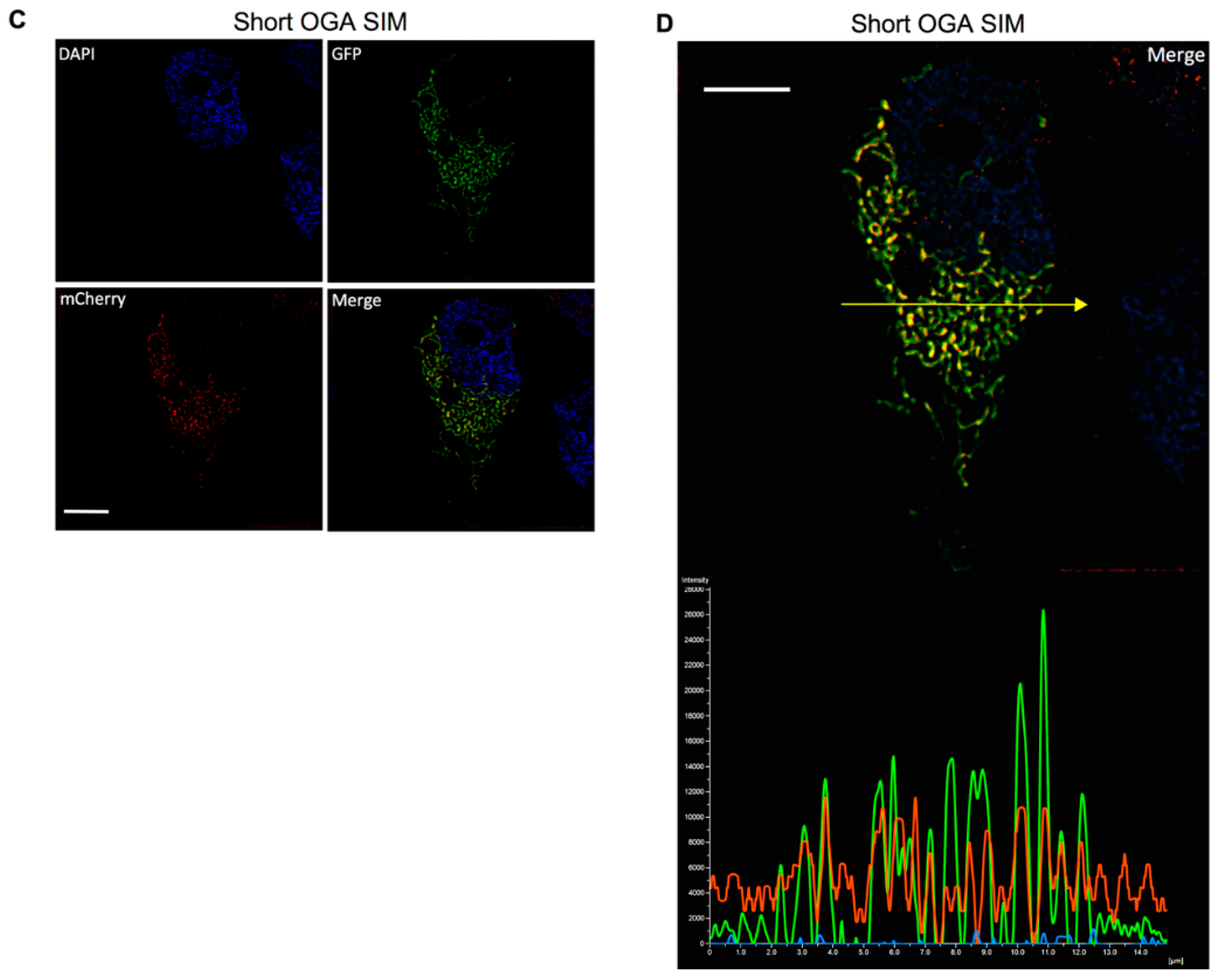 Cells 11 01827 g002b