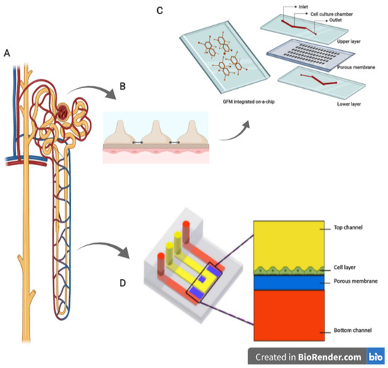 Breakthroughs and Applications of Organ-on-a-Chip Technology