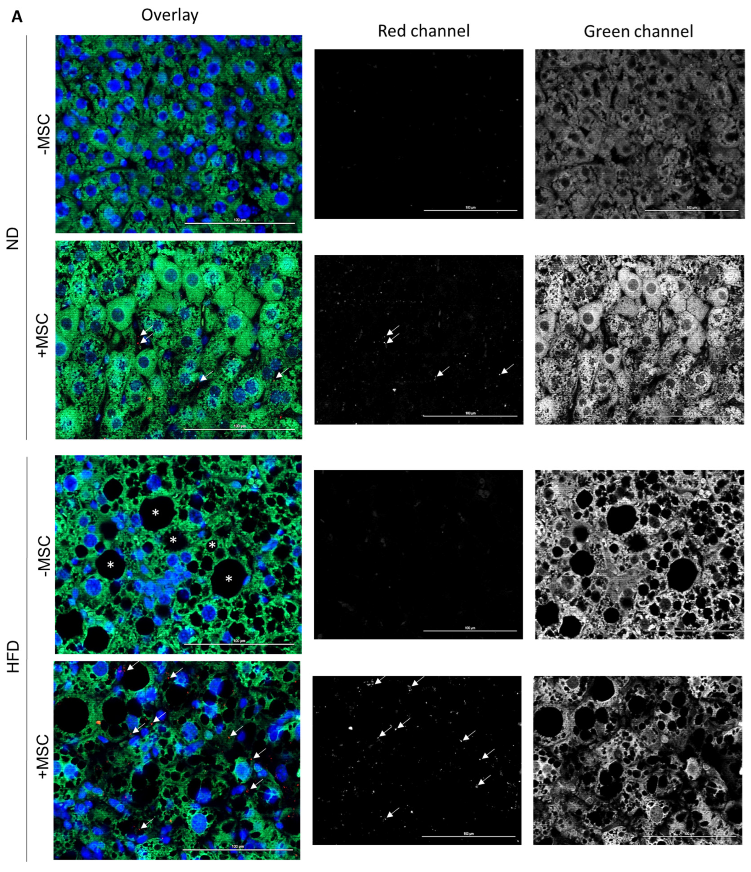 Cells 11 01829 g008a