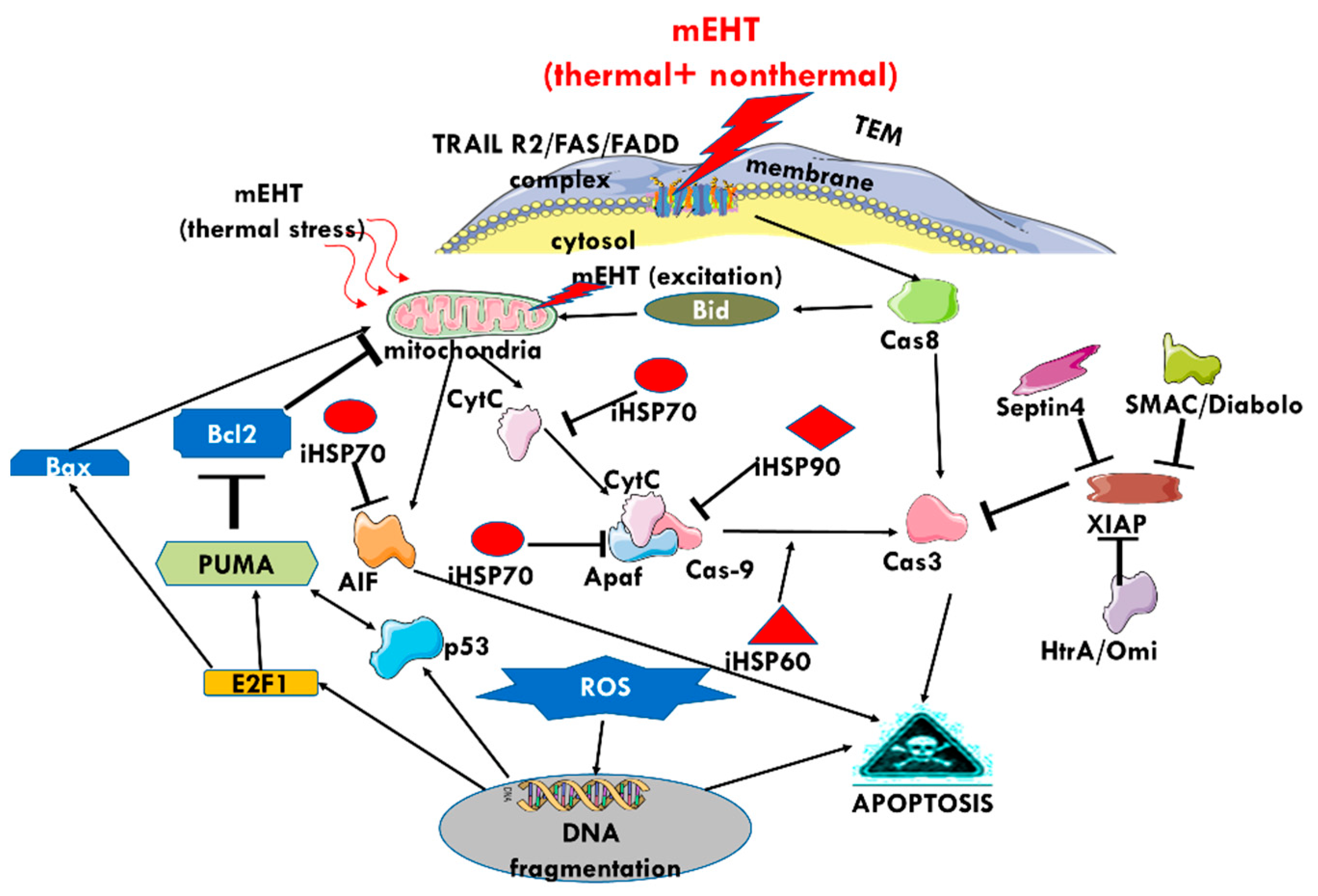 Cells 11 01838 g018 Cells 11 01838 g018