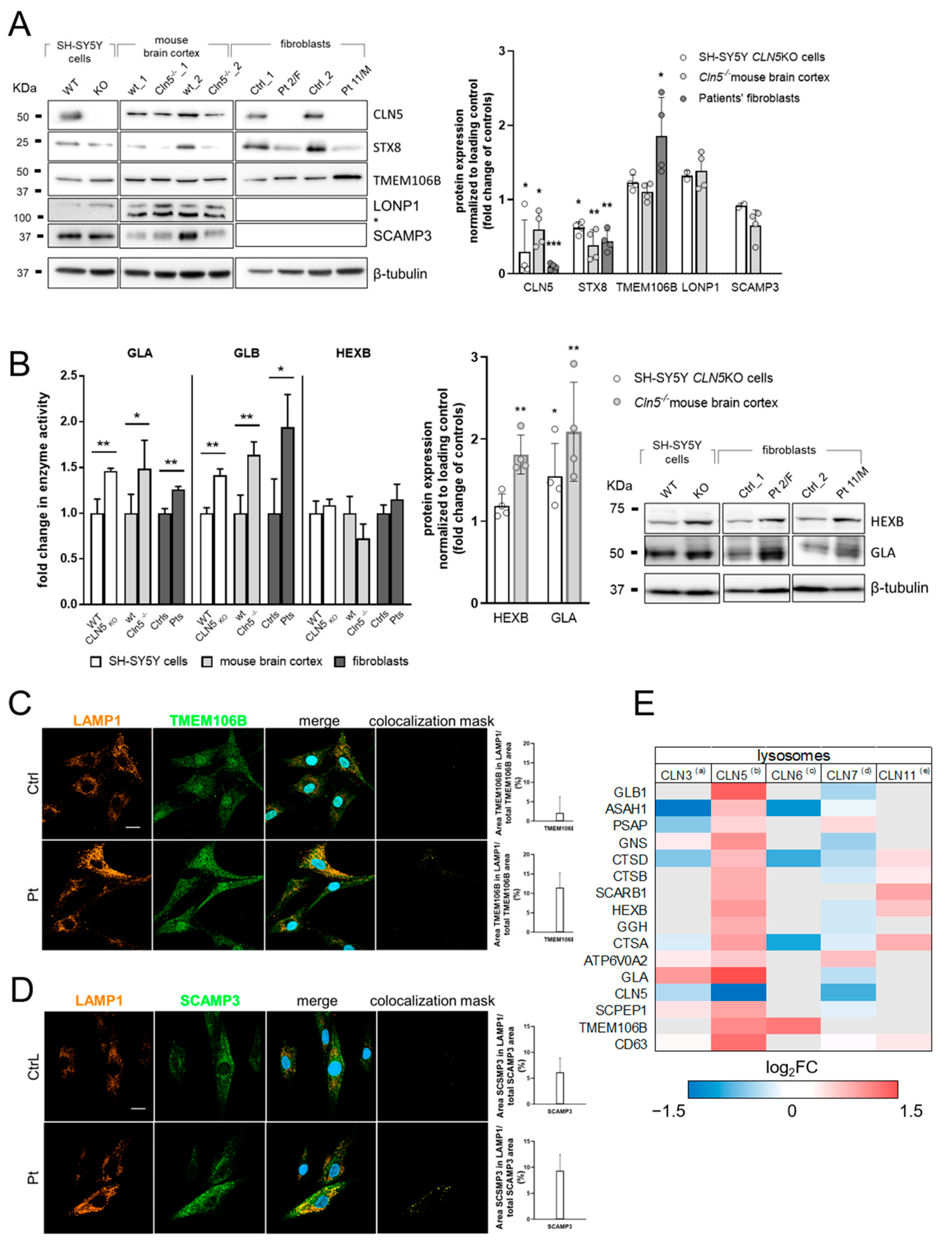 Cells 11 01840 g002 Cells 11 01840 g002