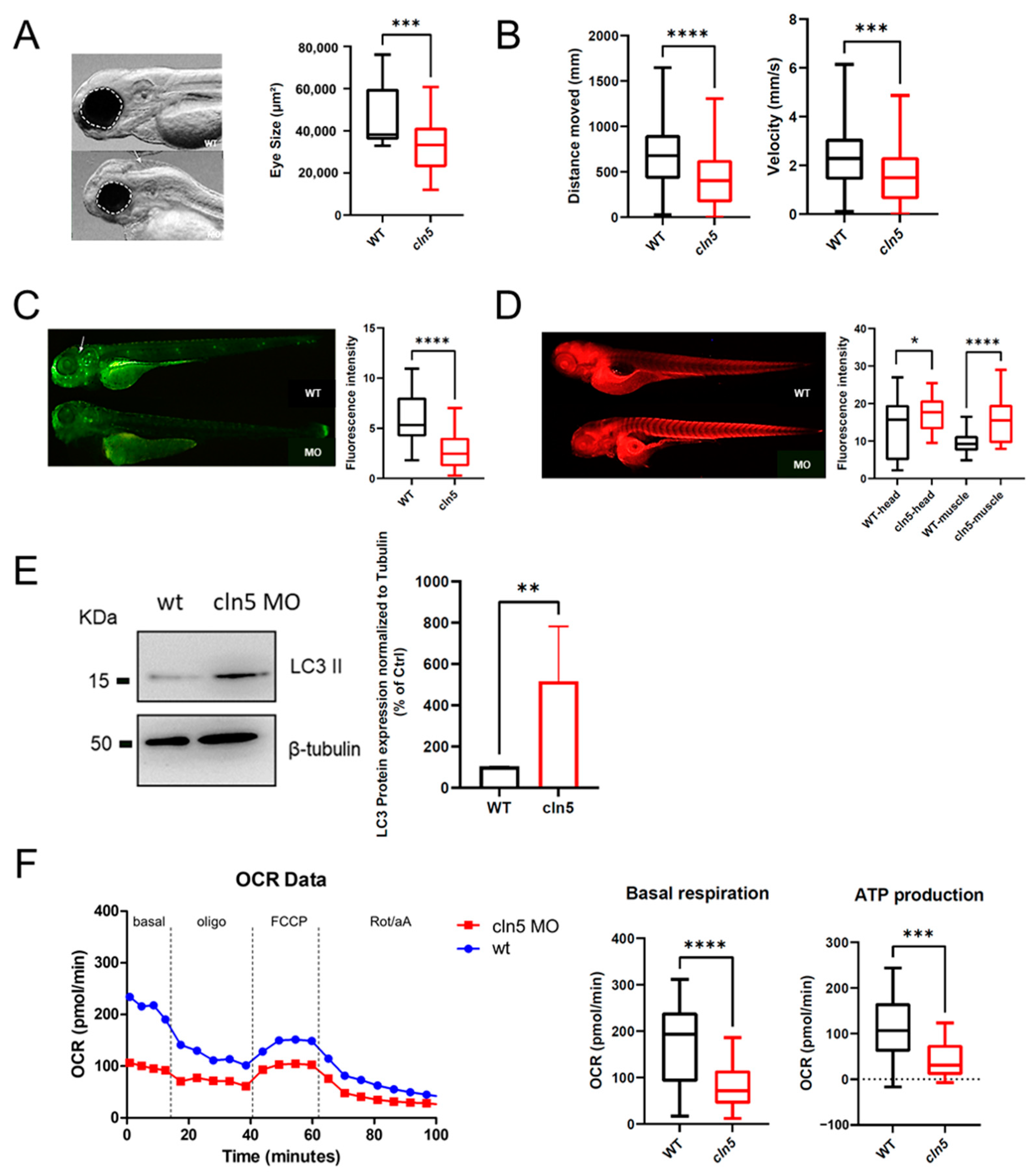 Cells 11 01840 g003 Cells 11 01840 g003