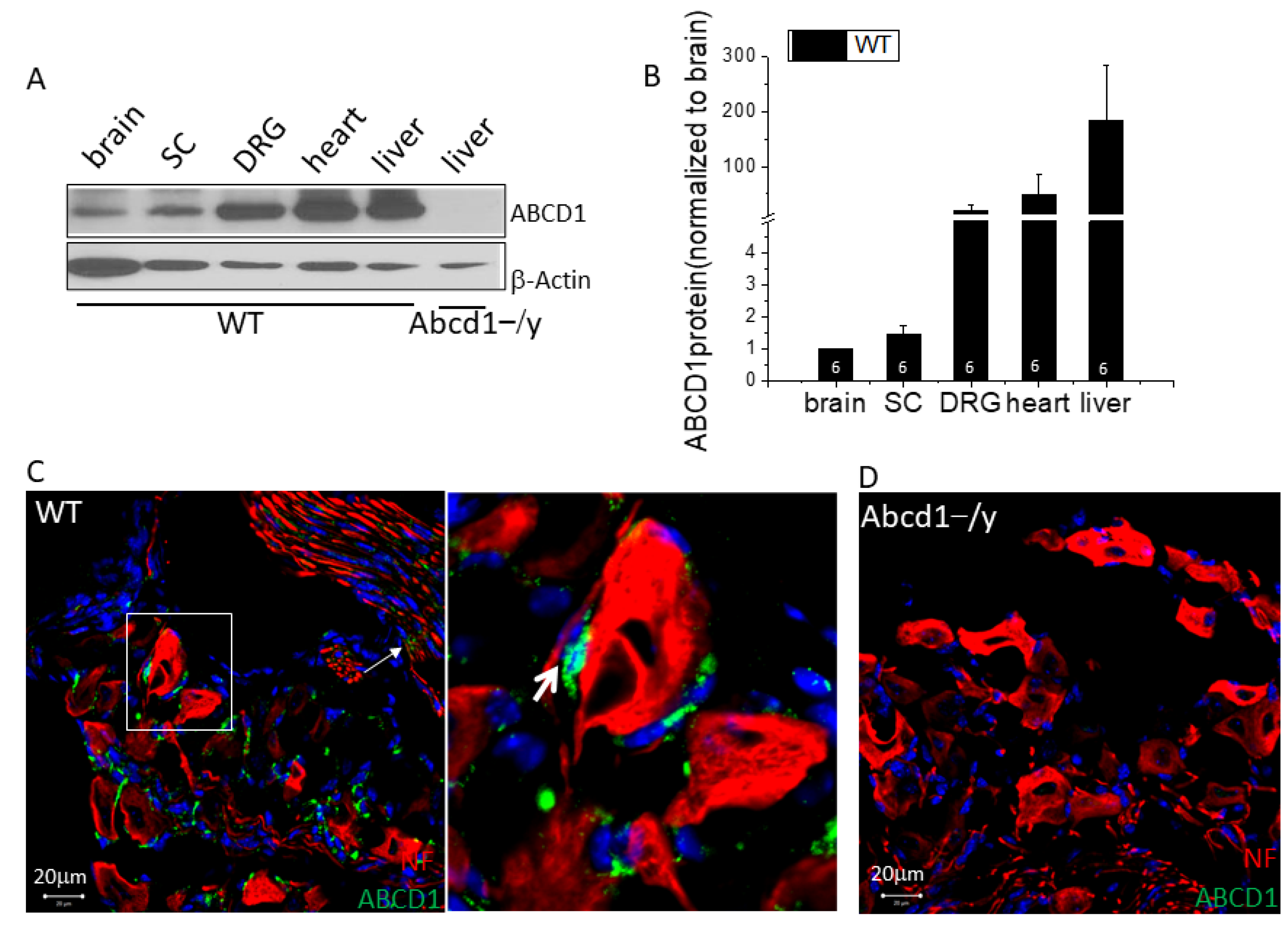 Cells 11 01842 g001 550