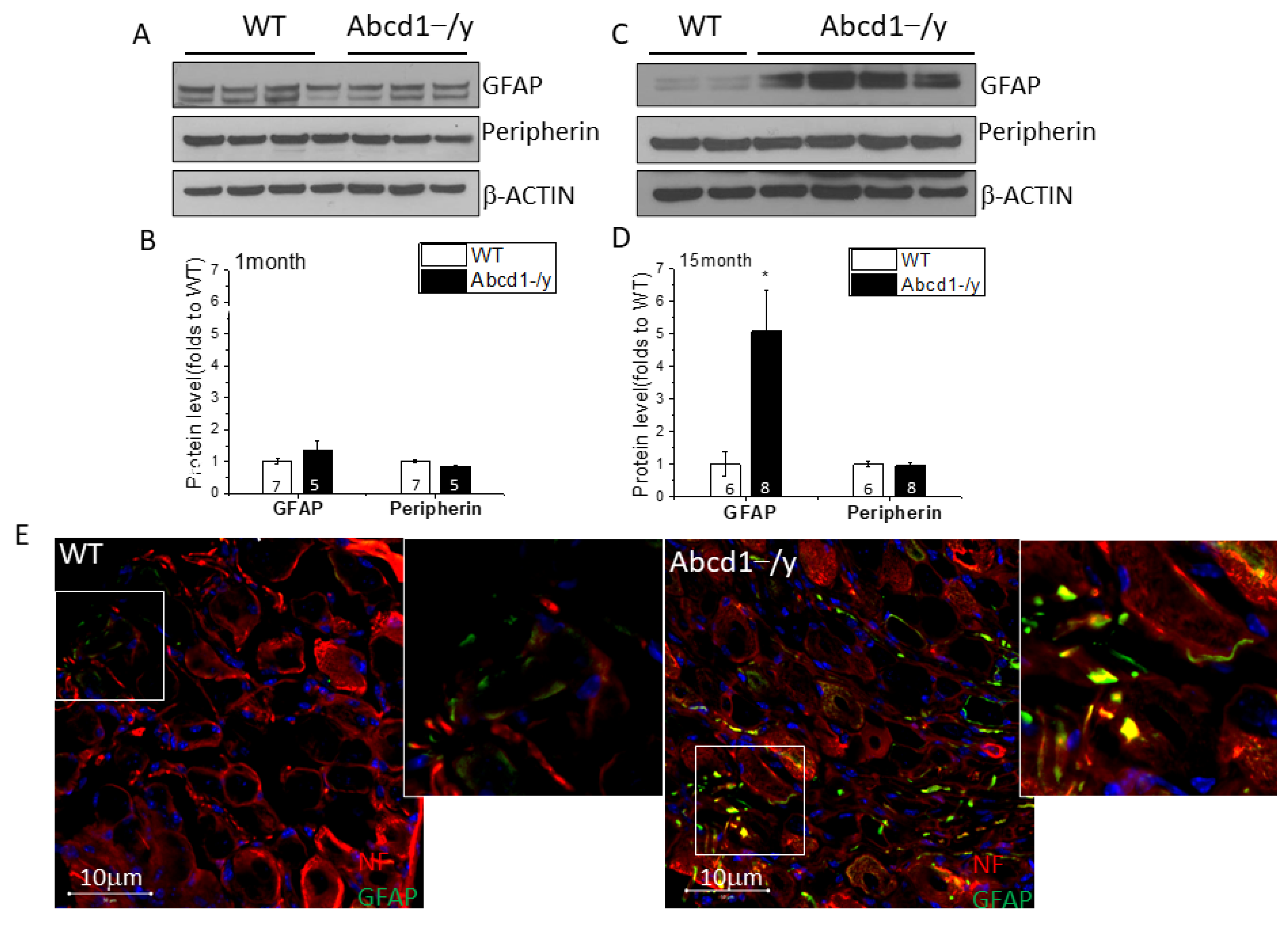 Cells 11 01842 g006 550