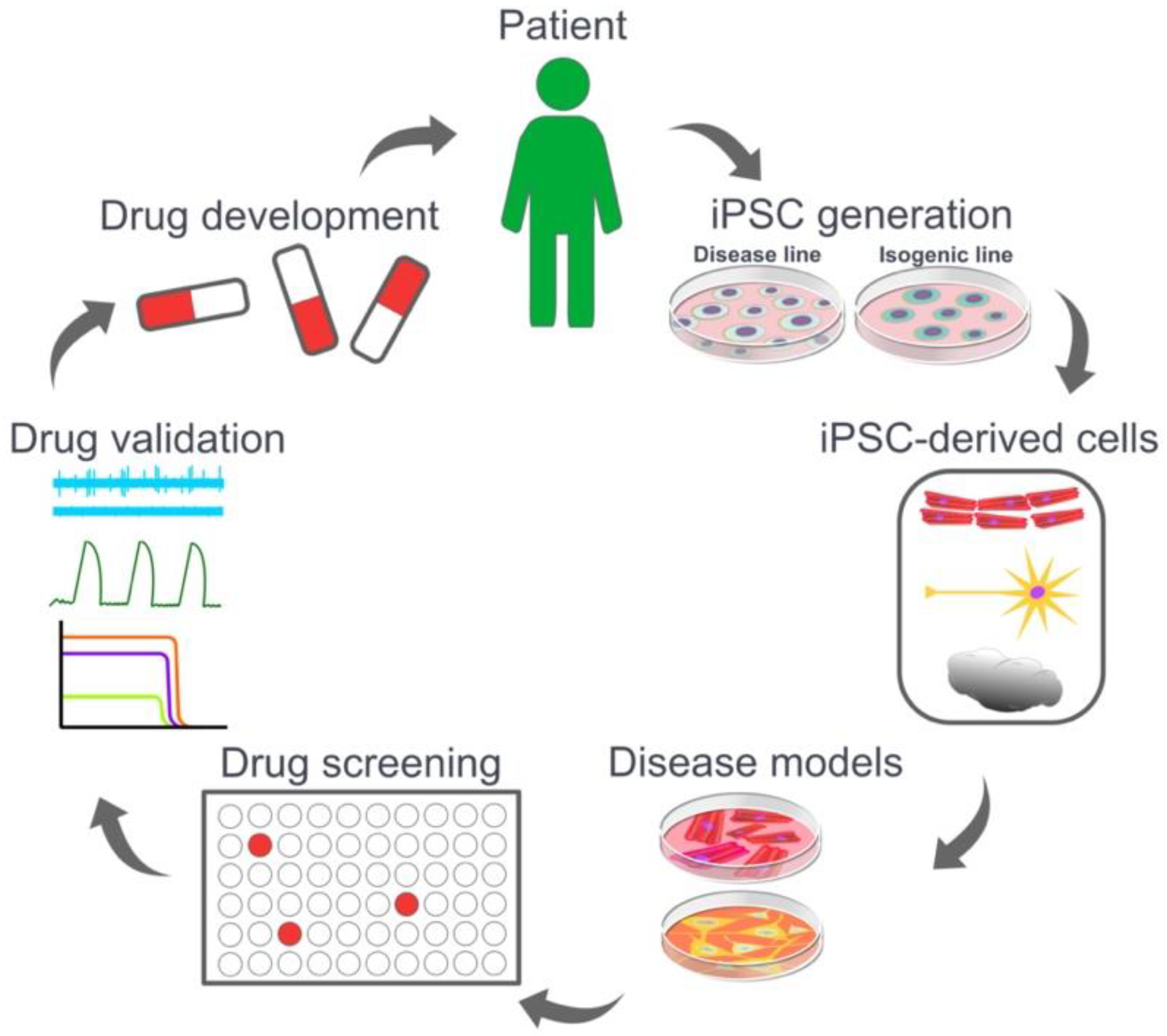 Cells | Free Full-Text | Utility of iPSC-Derived Cells for Disease Modeling, Drug Development, and Cell Therapy