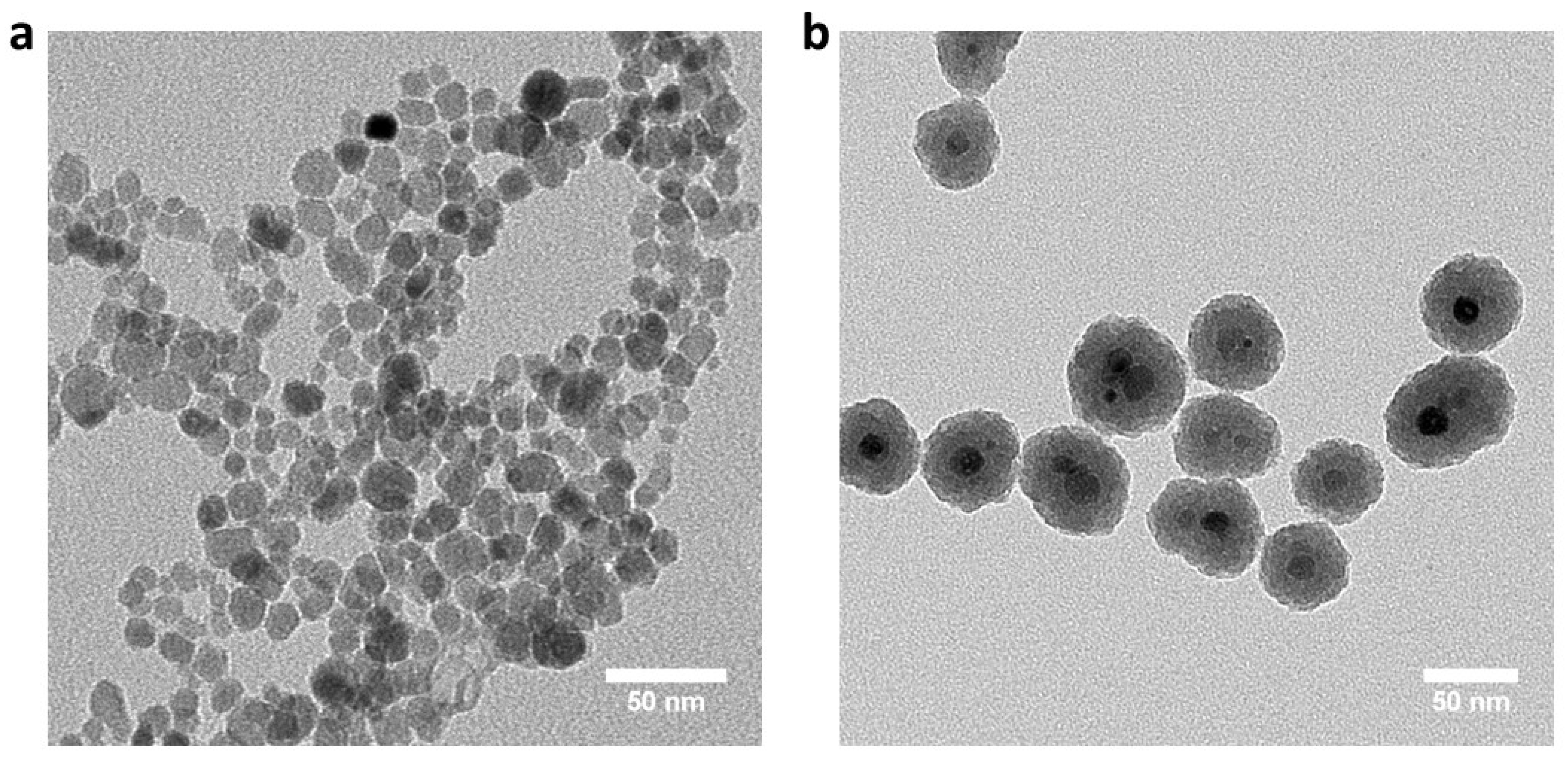 Cells 11 01856 g001 550