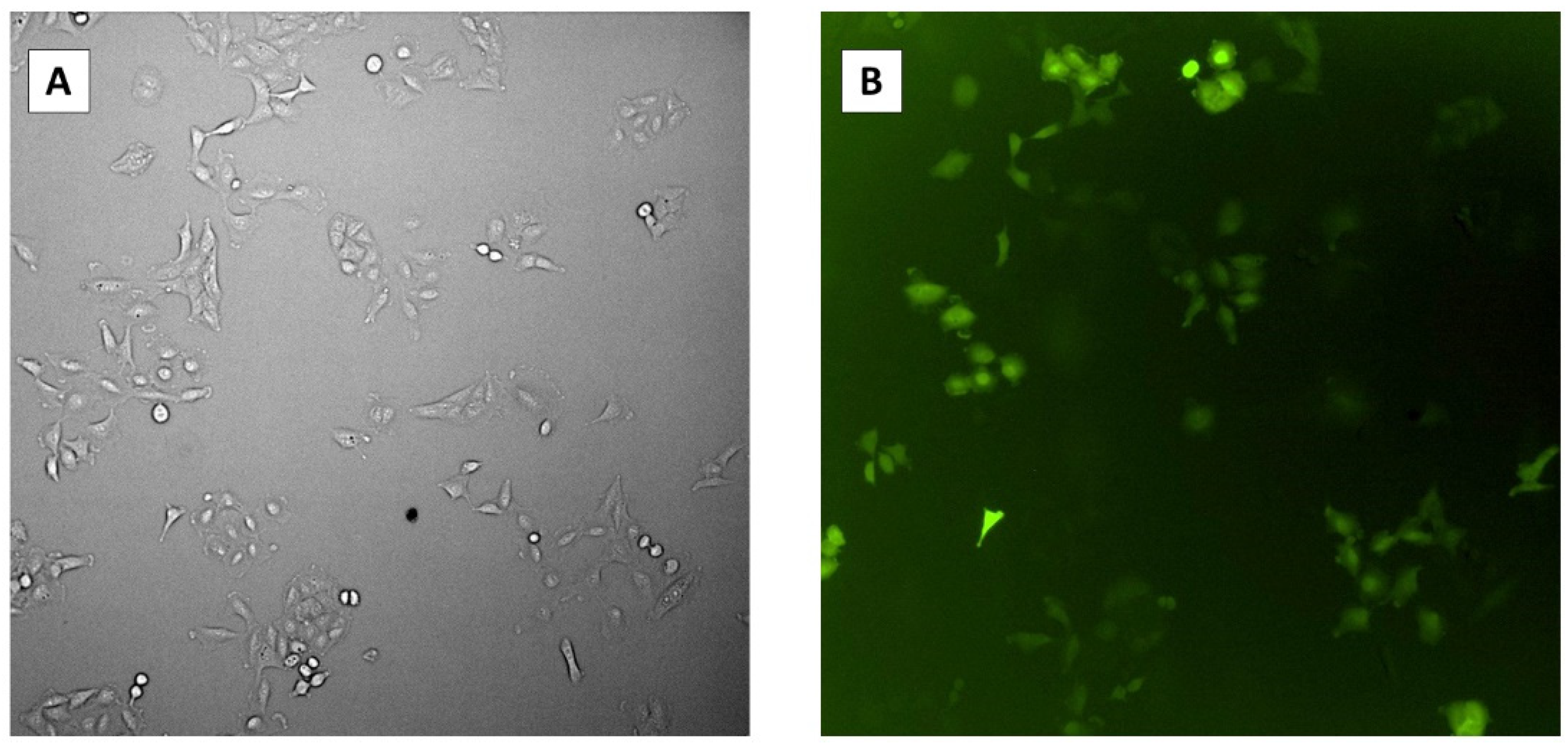 Cells 11 01859 g004 550