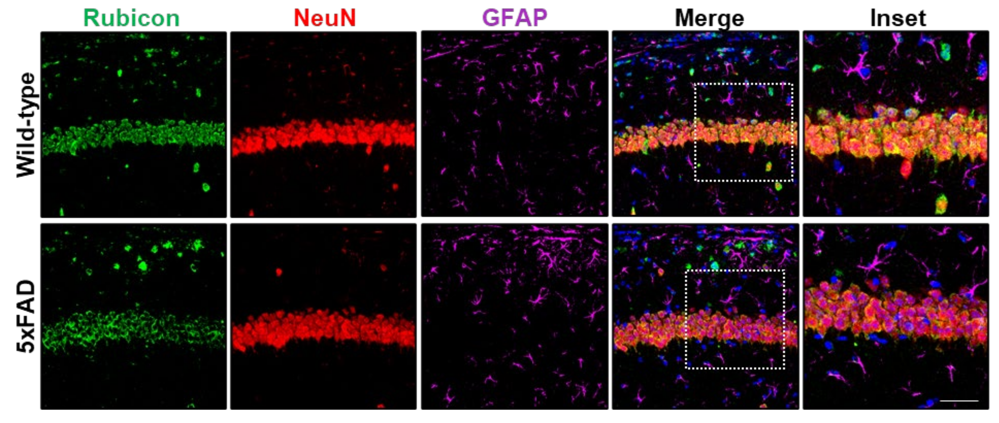 Cells 11 01860 g003 550