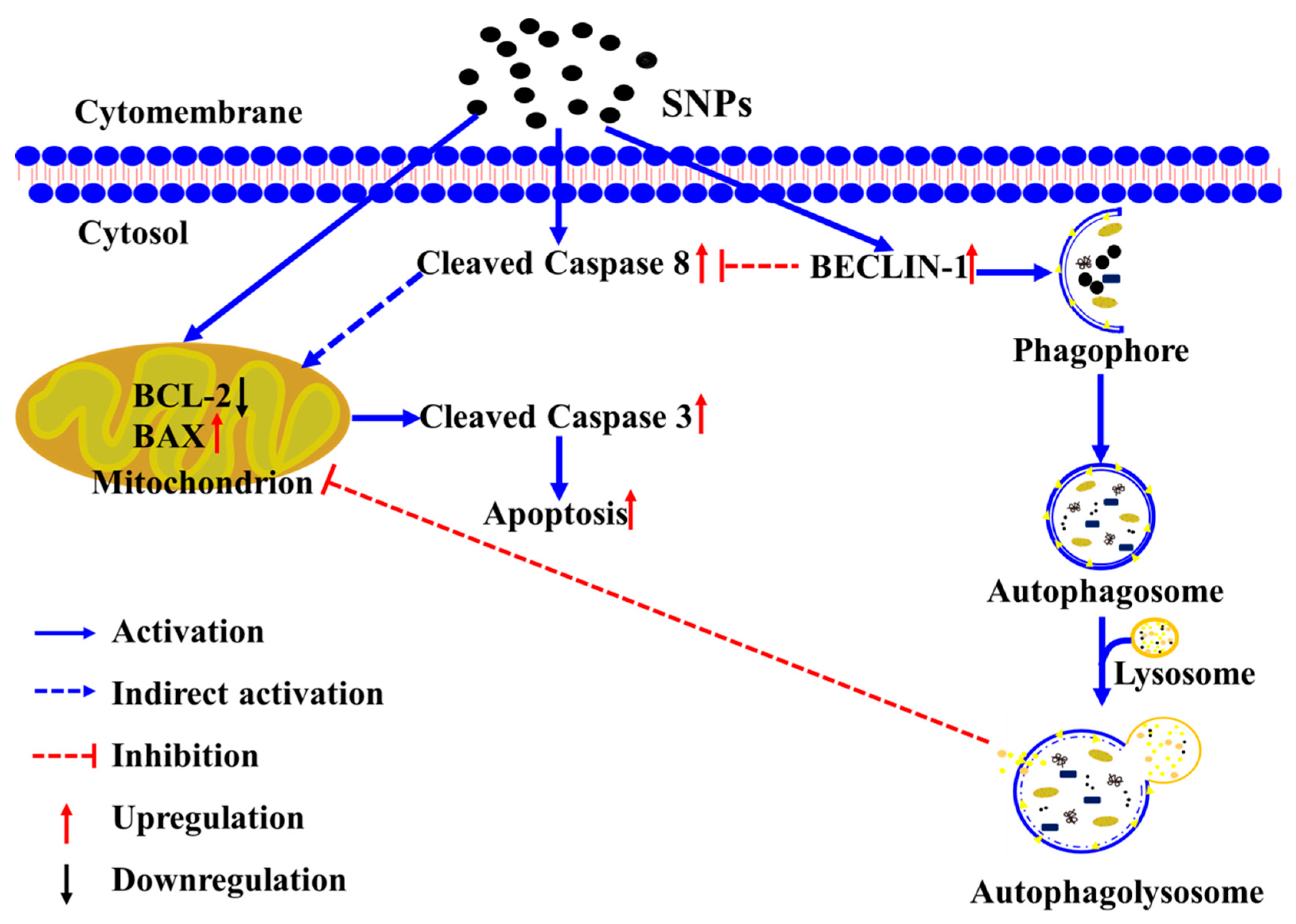 Cells 11 01863 g008 Cells 11 01863 g008