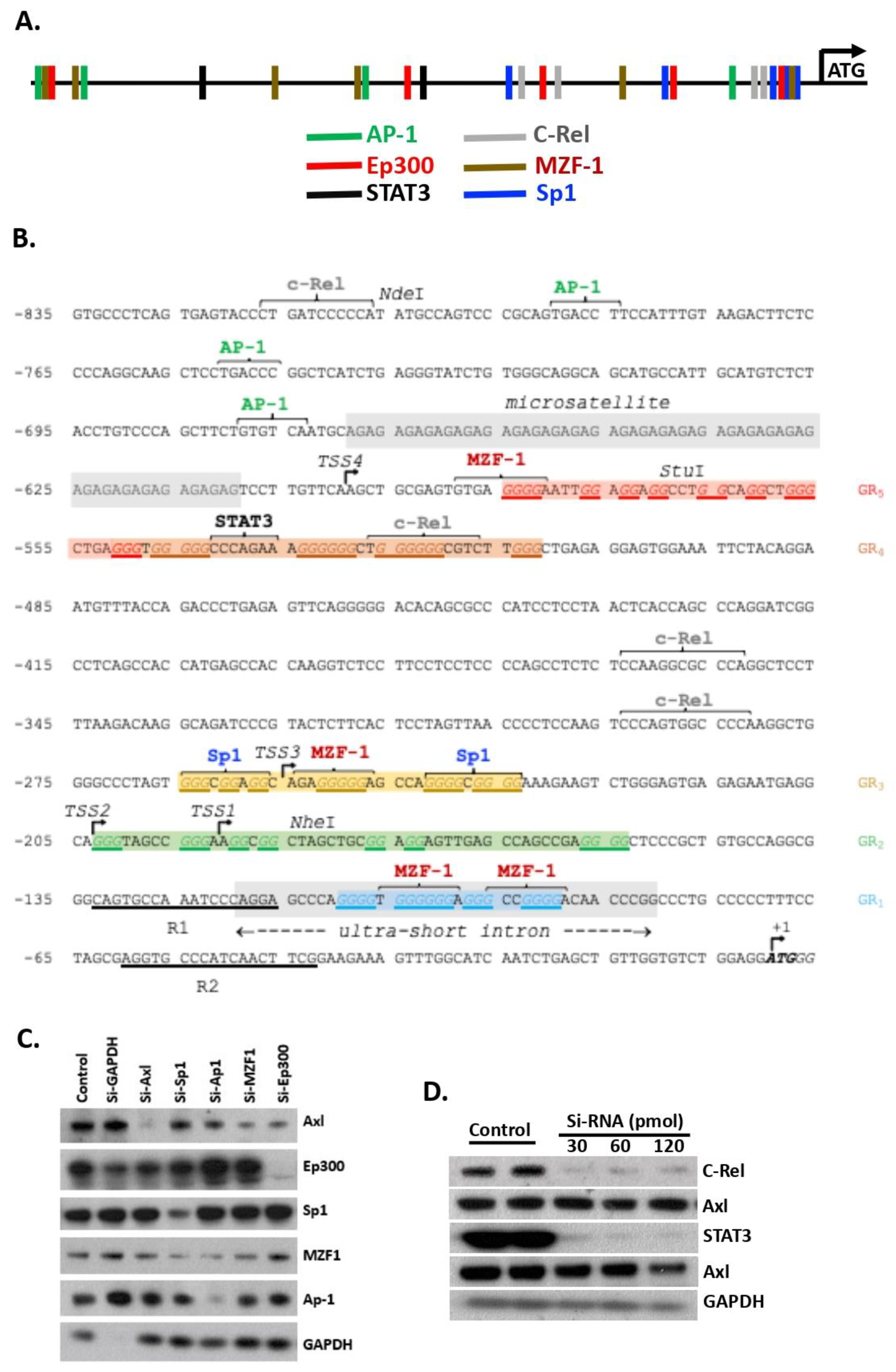 Cells 11 01869 g001 Cells 11 01869 g001