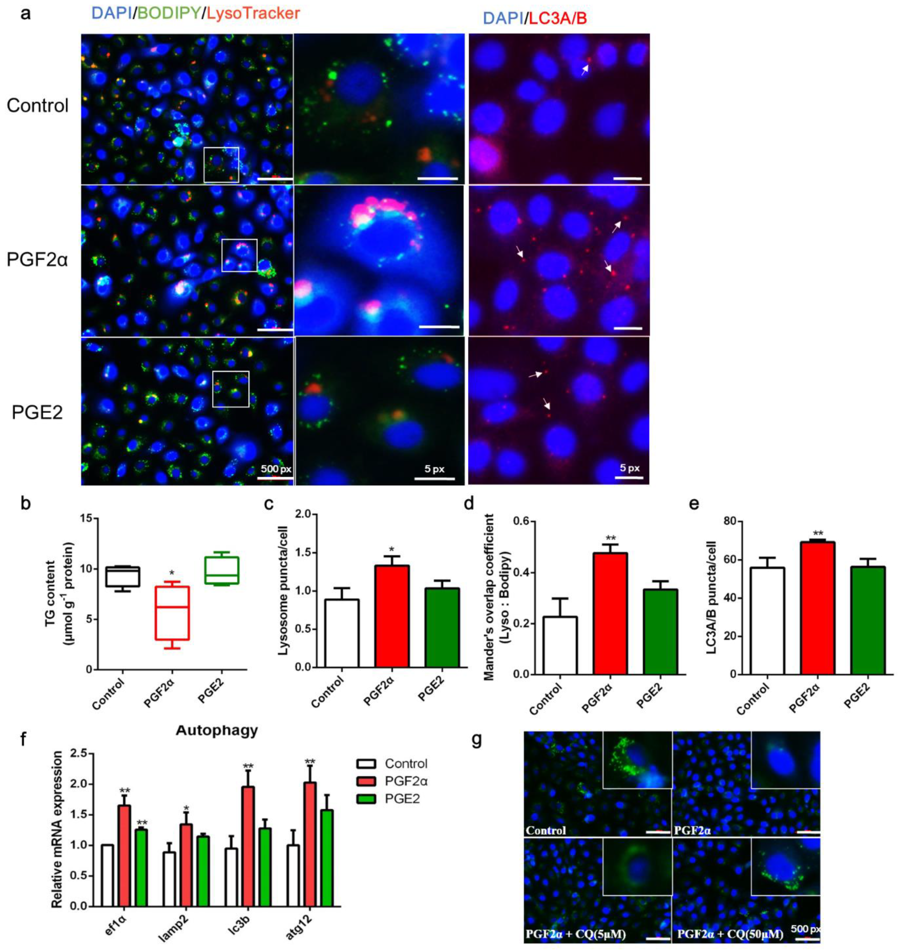 Cells 11 01870 g004 Cells 11 01870 g004