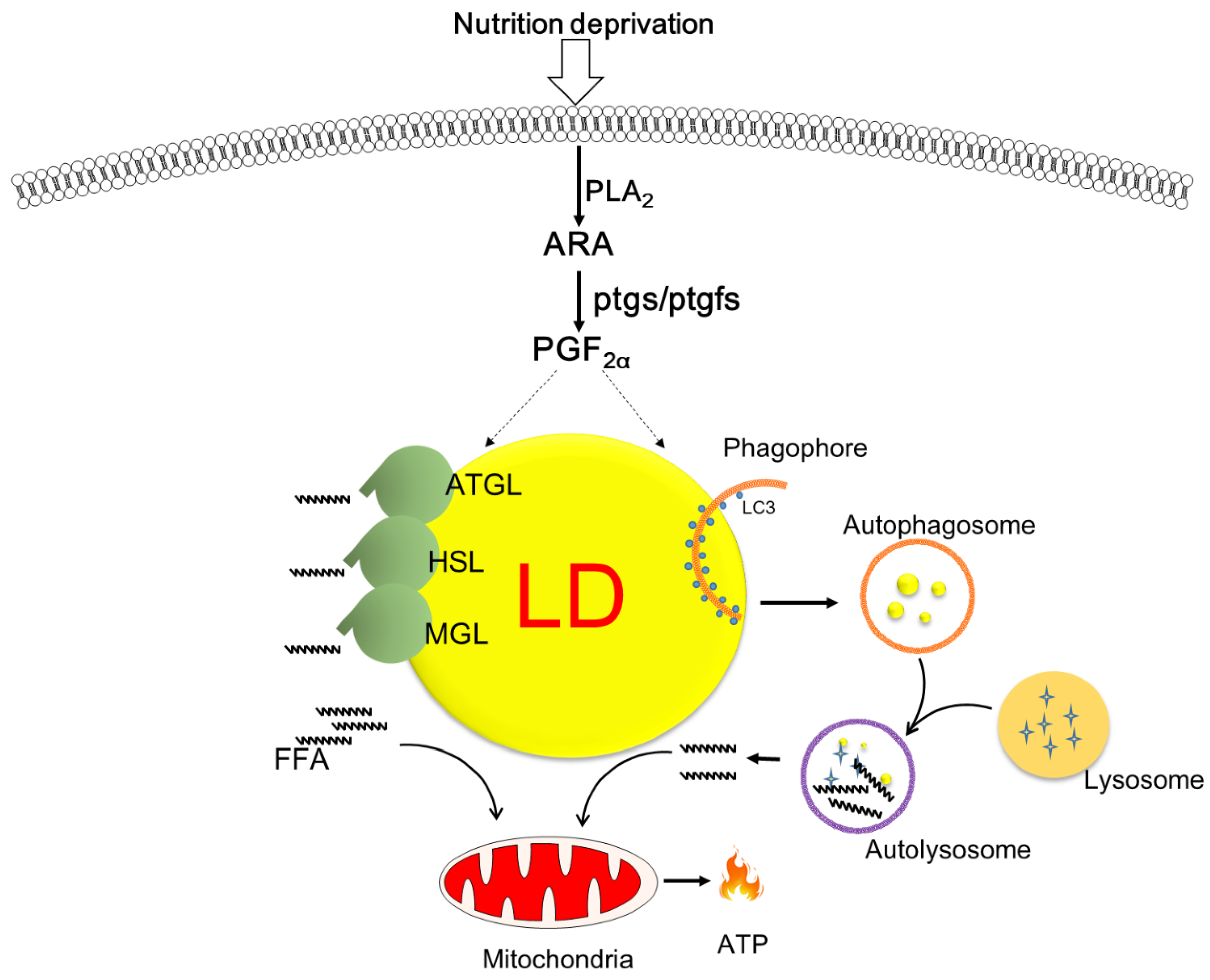 Cells 11 01870 g006 Cells 11 01870 g006