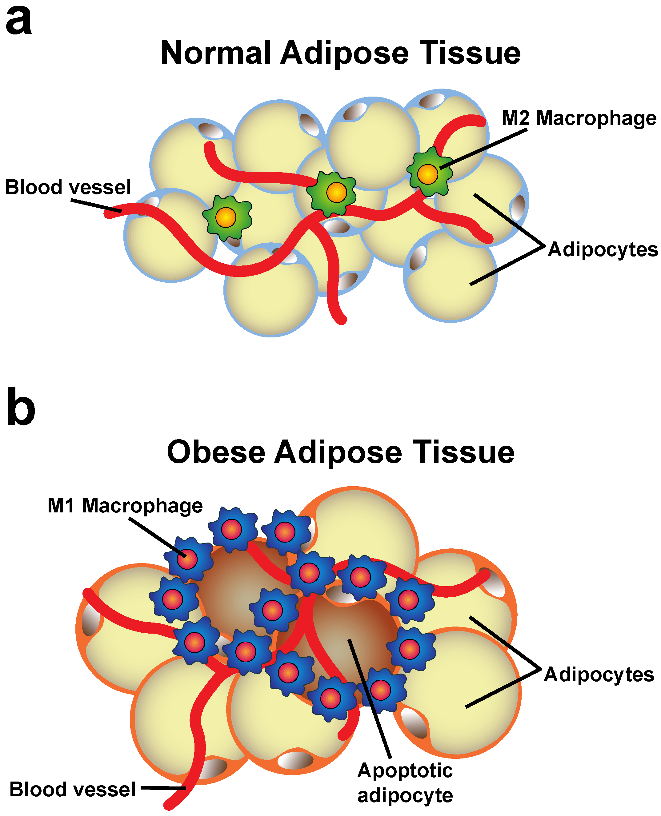 Cells 11 01883 g001 Cells 11 01883 g001