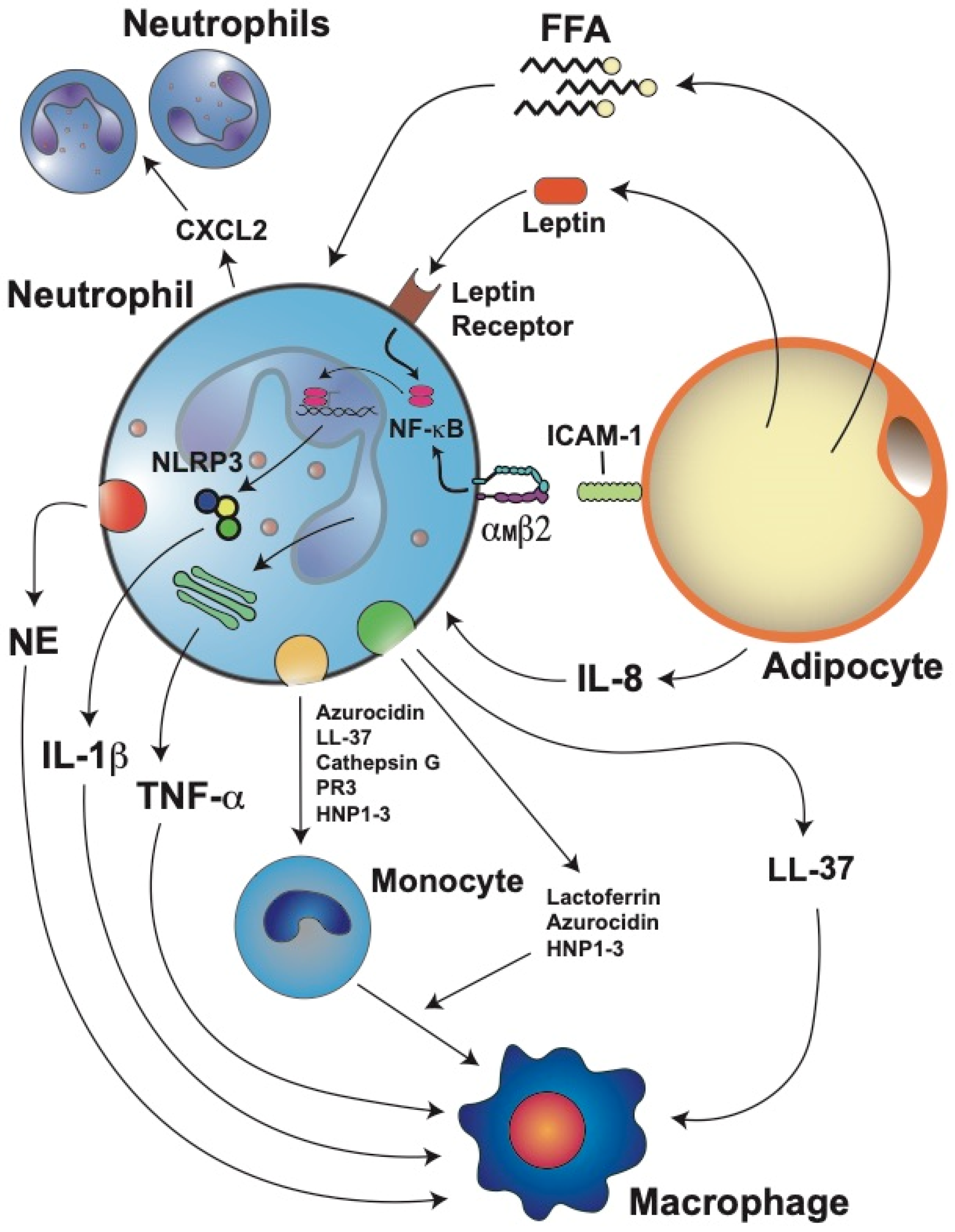 Cells 11 01883 g003 Cells 11 01883 g003