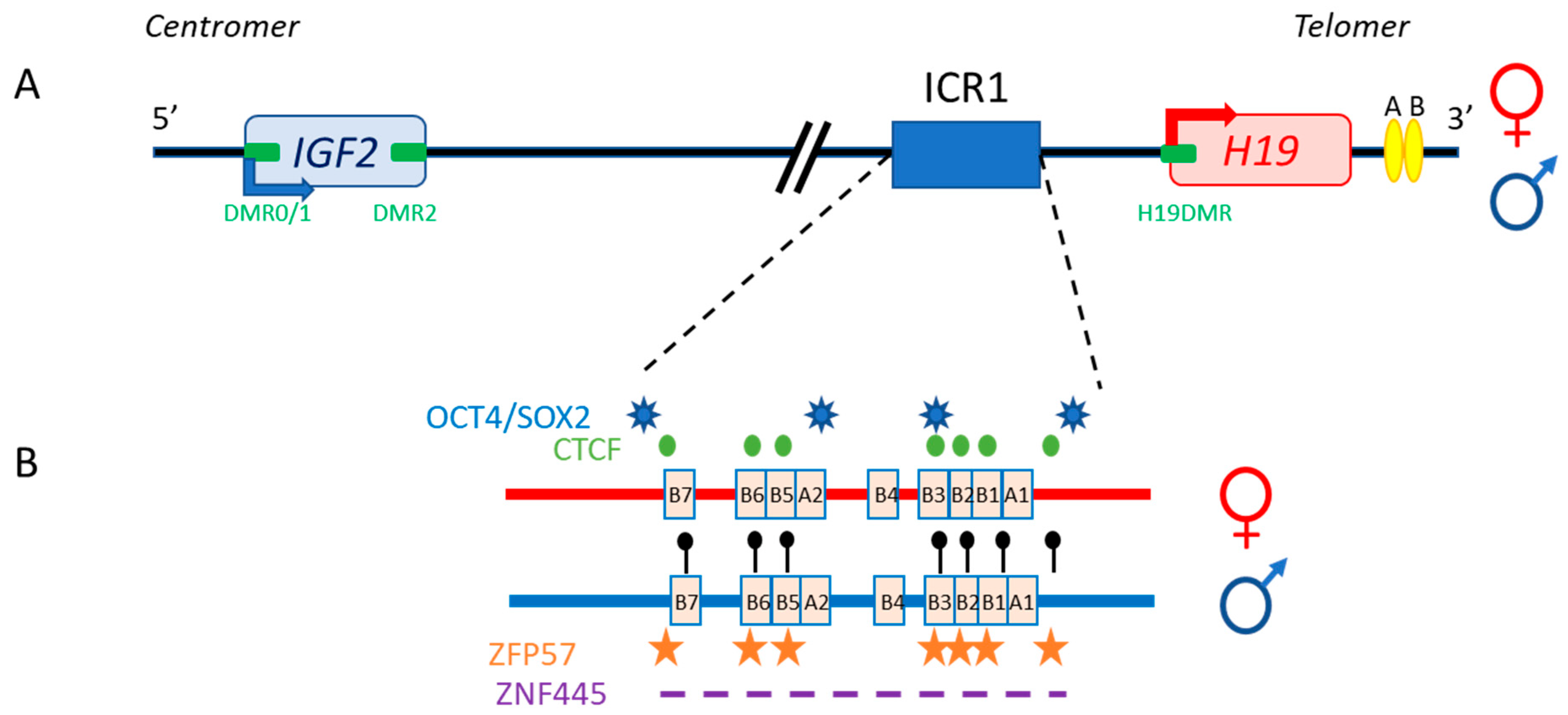 Cells | Free Full-Text | IGF2: Development, Genetic and Epigenetic  Abnormalities