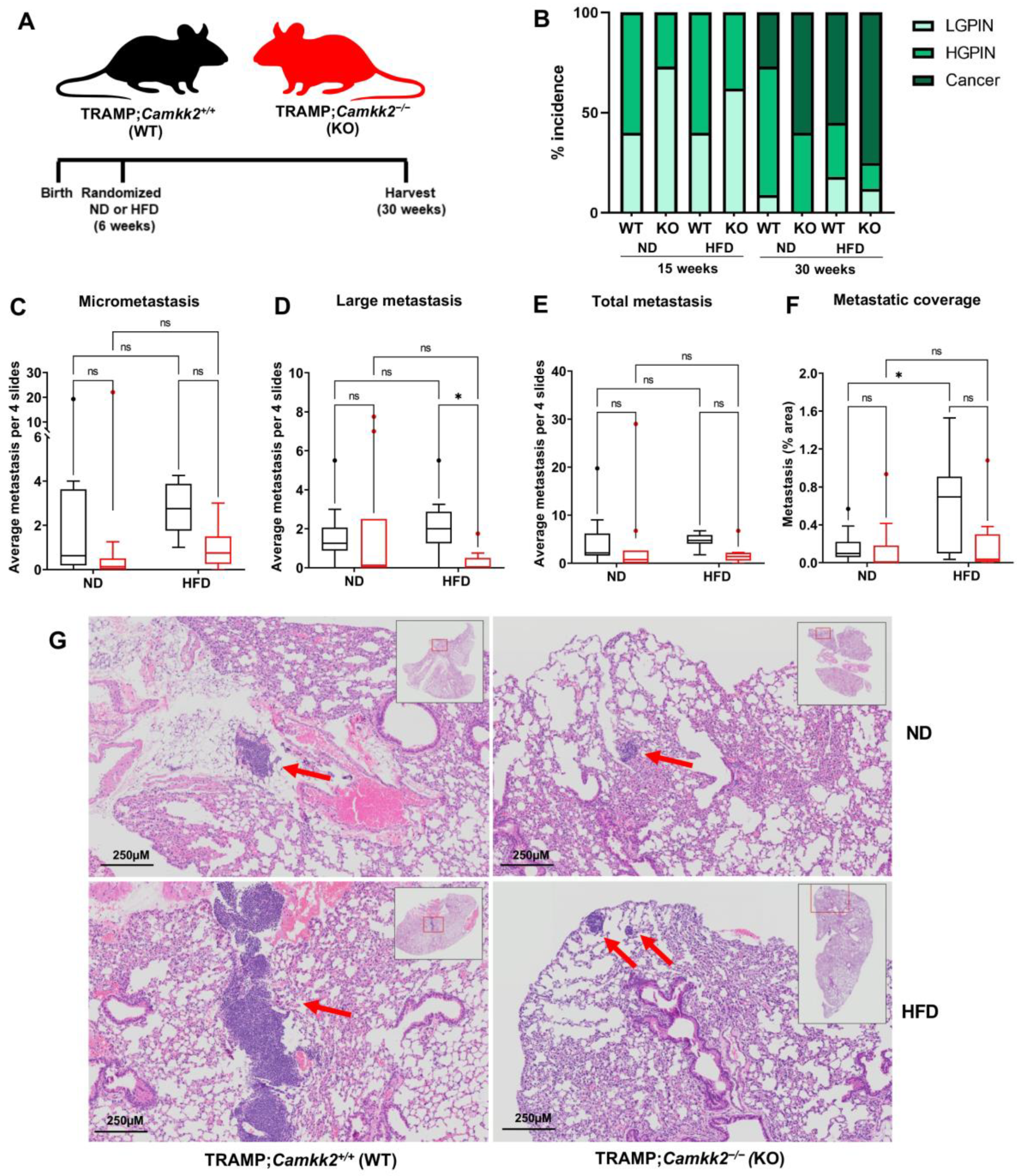 Cells 11 01890 g004 Cells 11 01890 g004