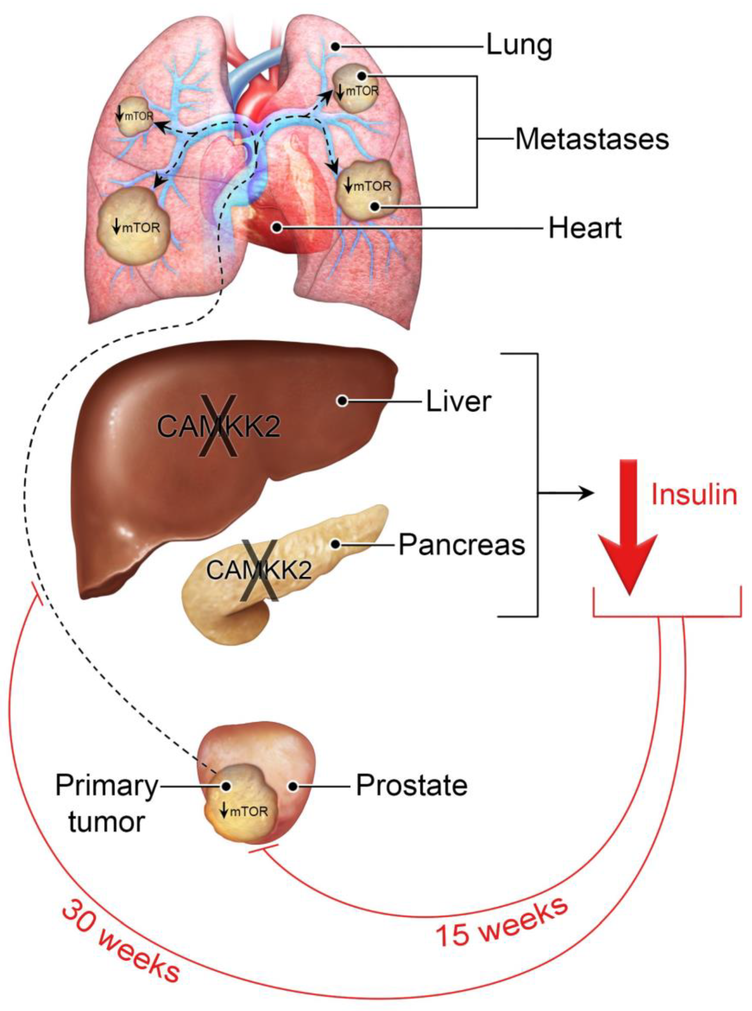 Cells 11 01890 g007 Cells 11 01890 g007