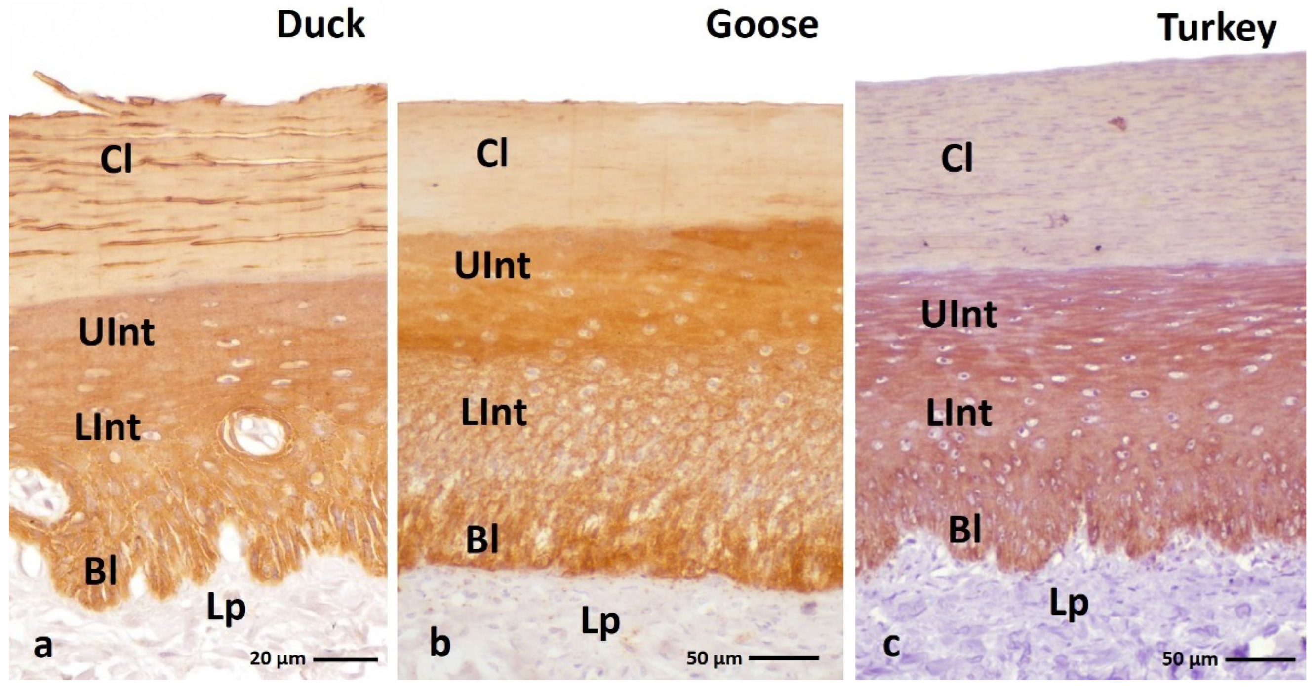 Cells 11 01899 g003 550