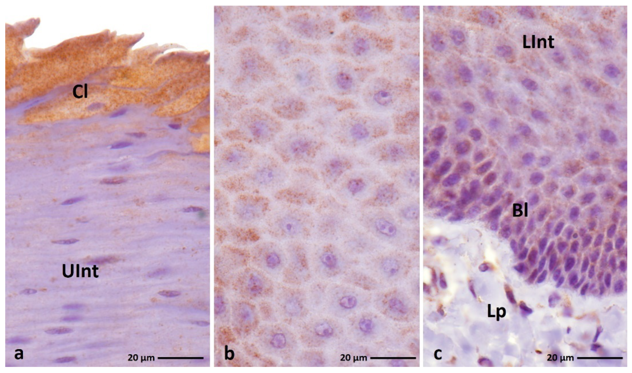 Cells 11 01899 g008 550