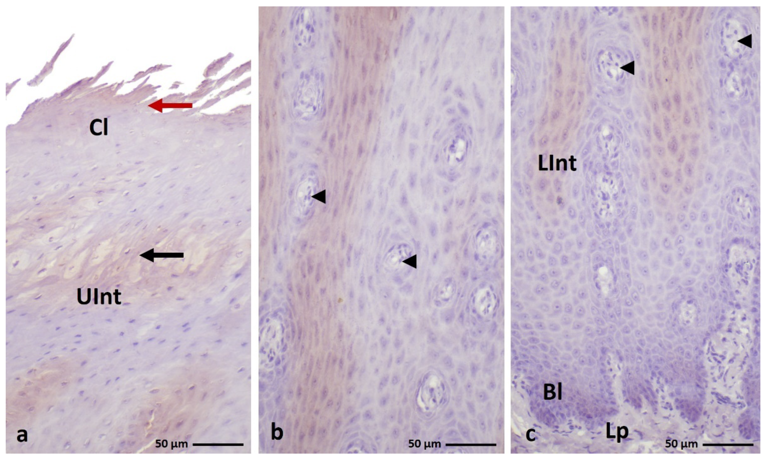 Cells 11 01899 g009 550