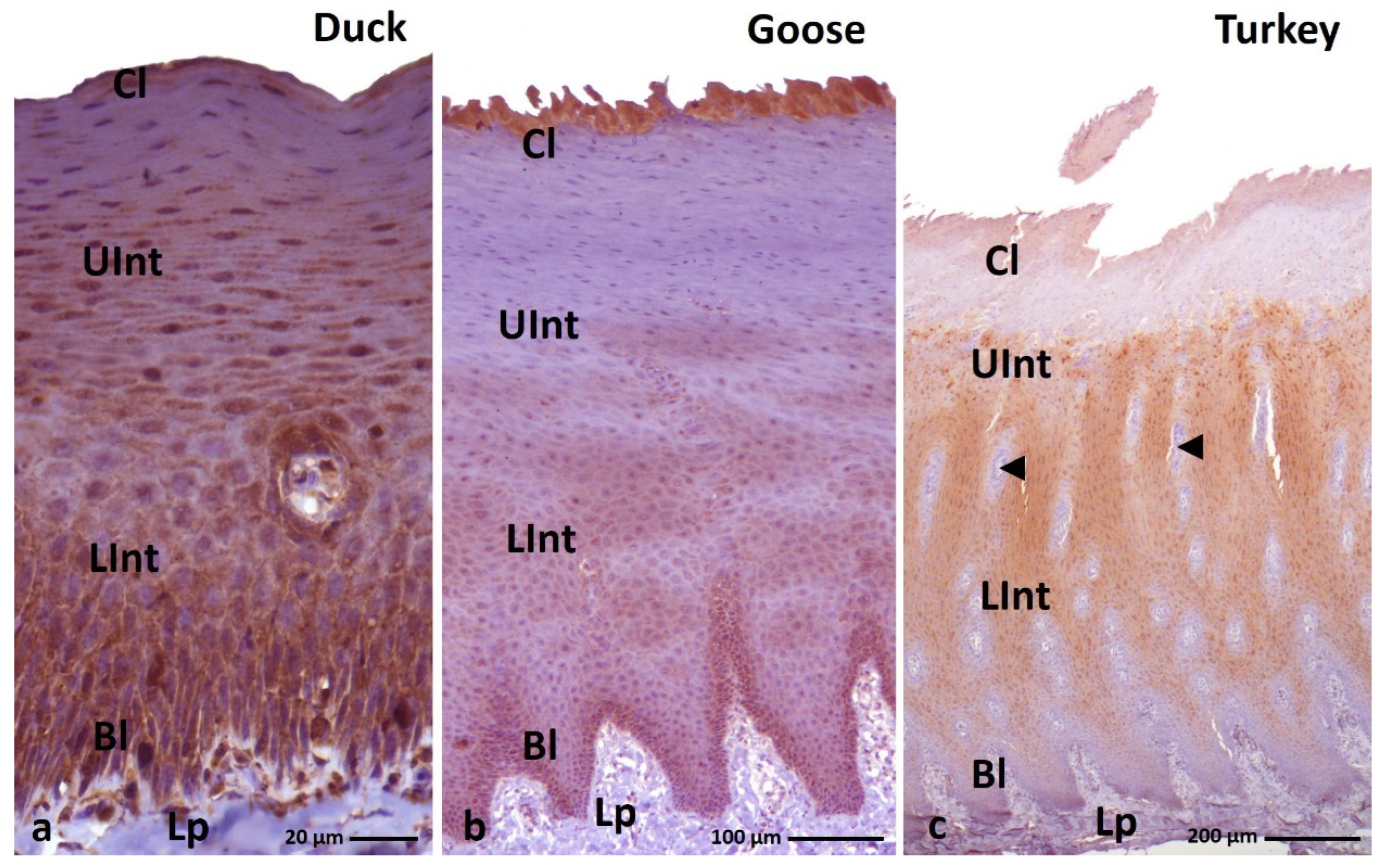 Cells 11 01899 g011 550