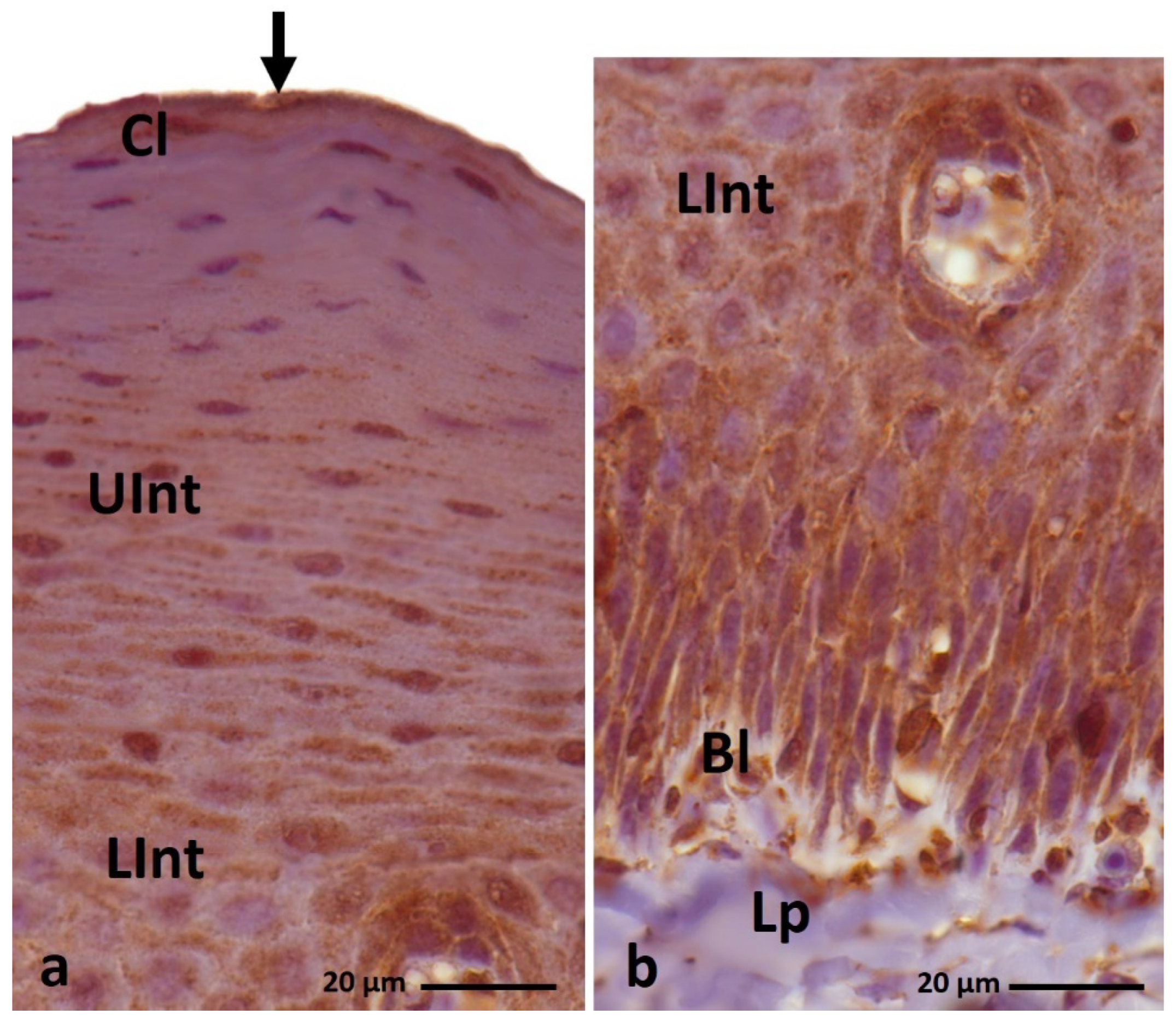 Cells 11 01899 g012 550