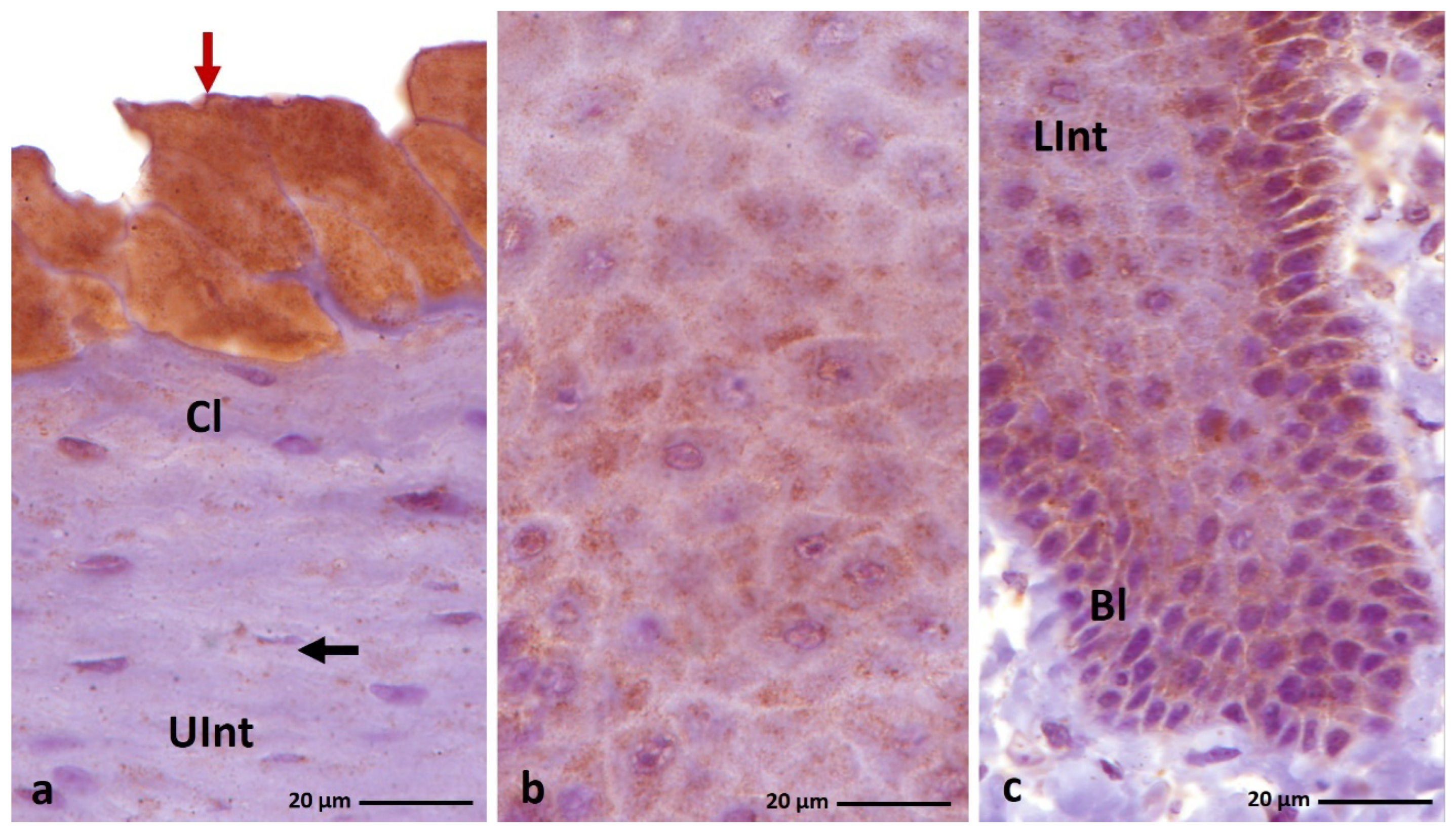 Cells 11 01899 g013 550