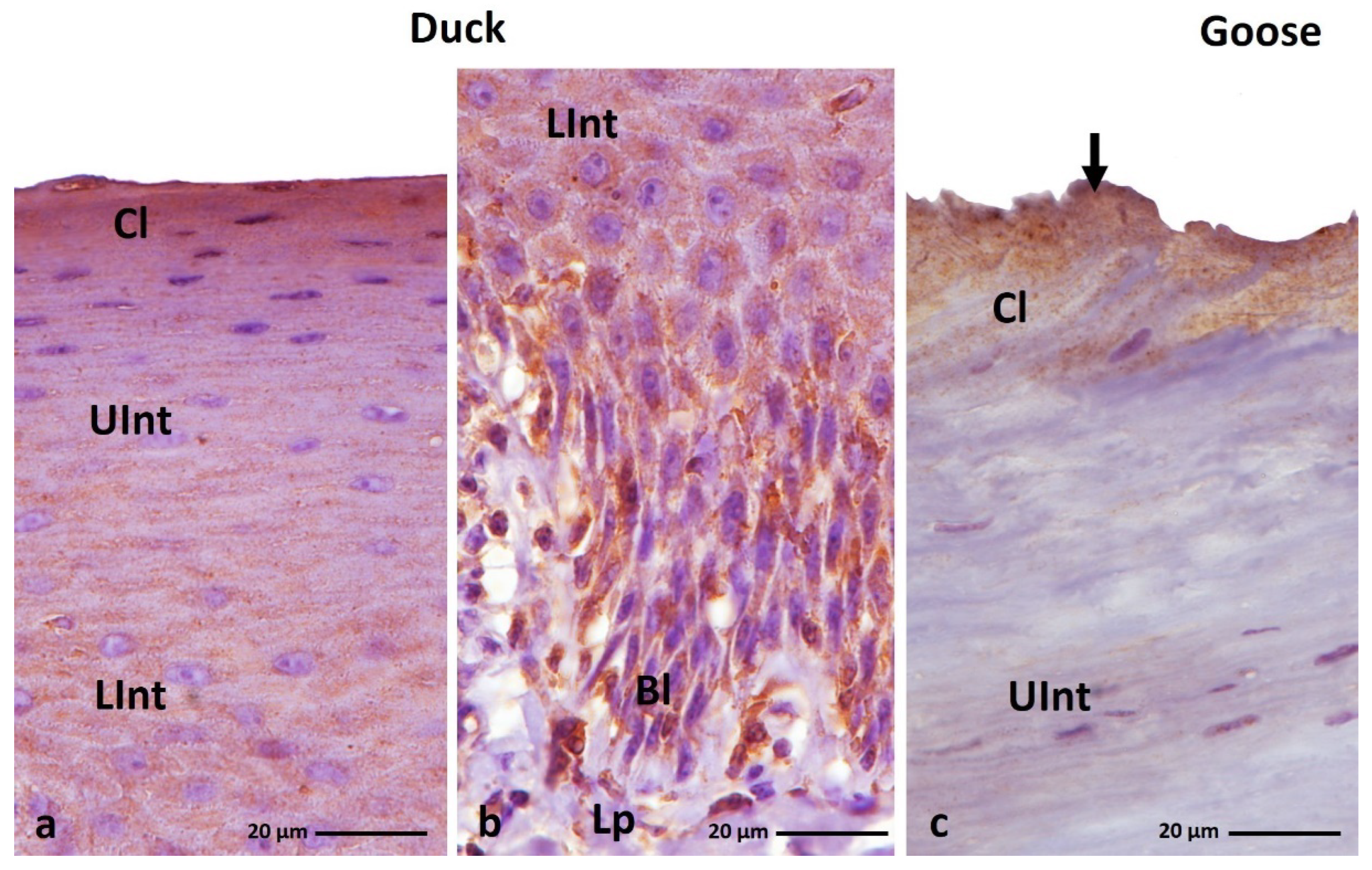 Cells 11 01899 g017 550